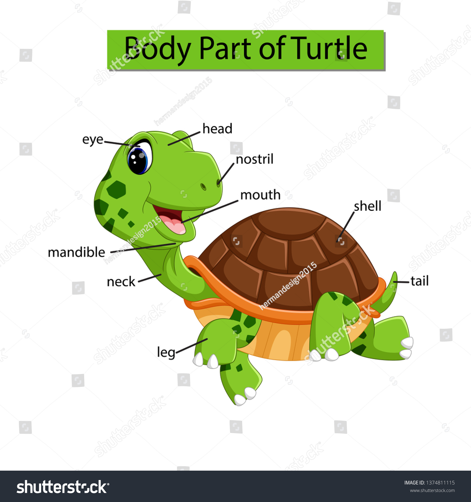 Diagram Showing Body Part Turtle Stock Vector (Royalty Free) 1374811115 ...