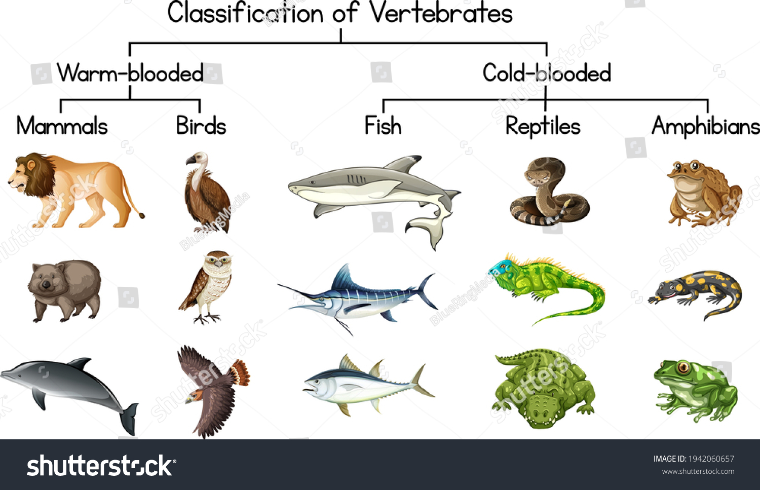 Vertebrates Images, Stock Photos & Vectors | Shutterstock