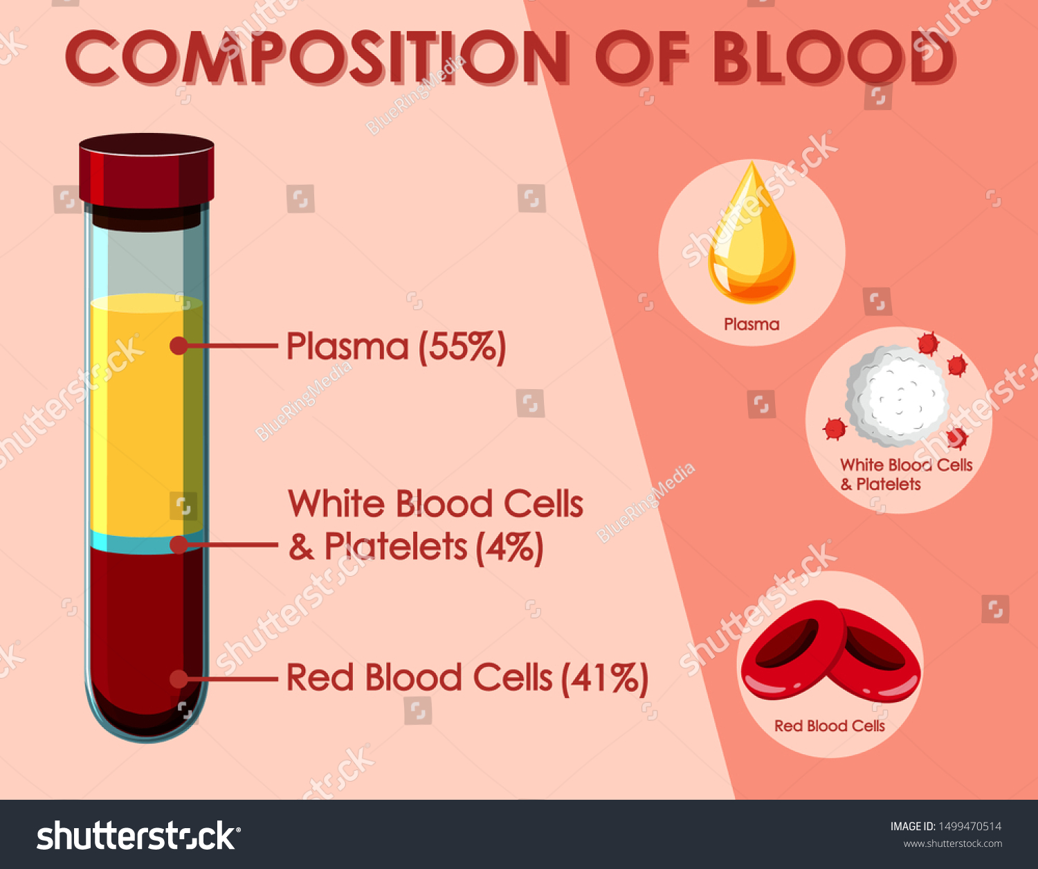 diagram-showing-composition-blood-illustration-image-vectorielle-de