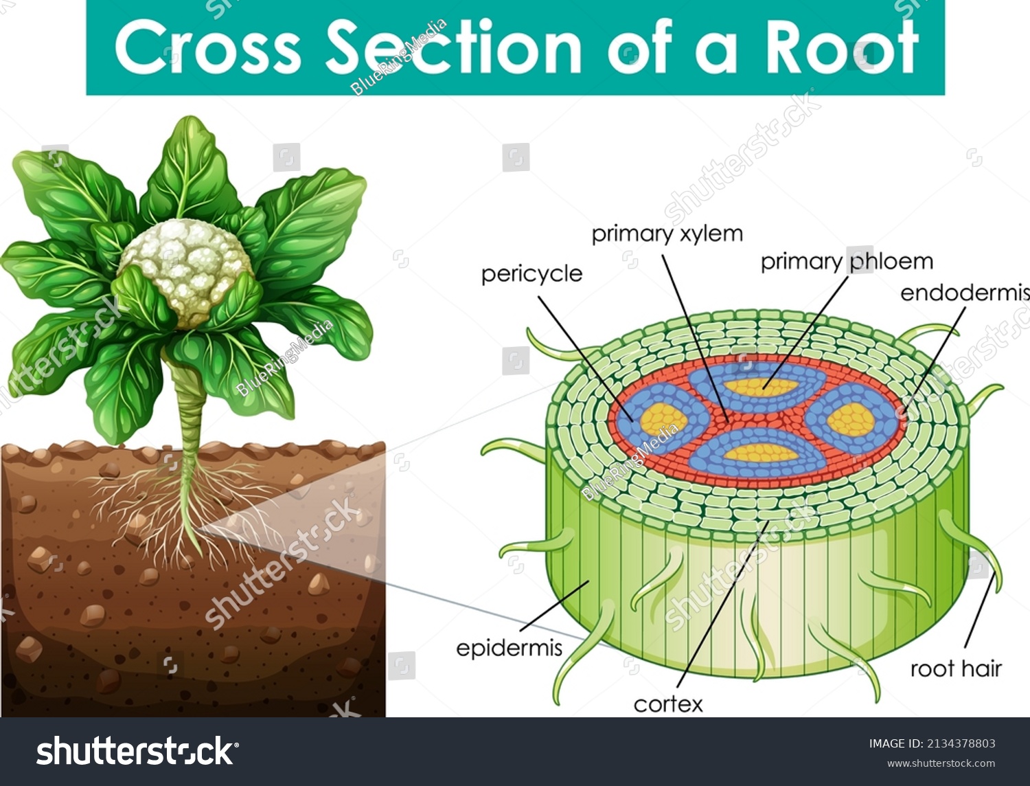 Diagram Showing Cross Section Root Illustration Stock Vector (Royalty ...