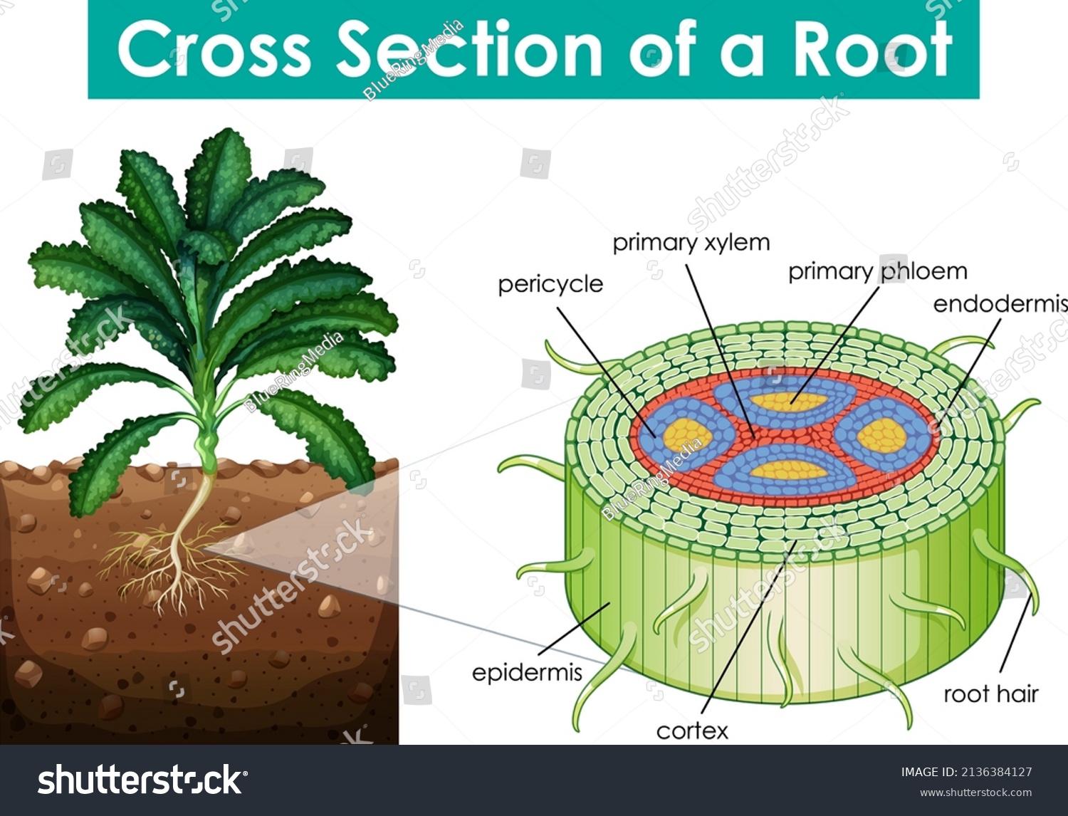 Cross Section Of The Root