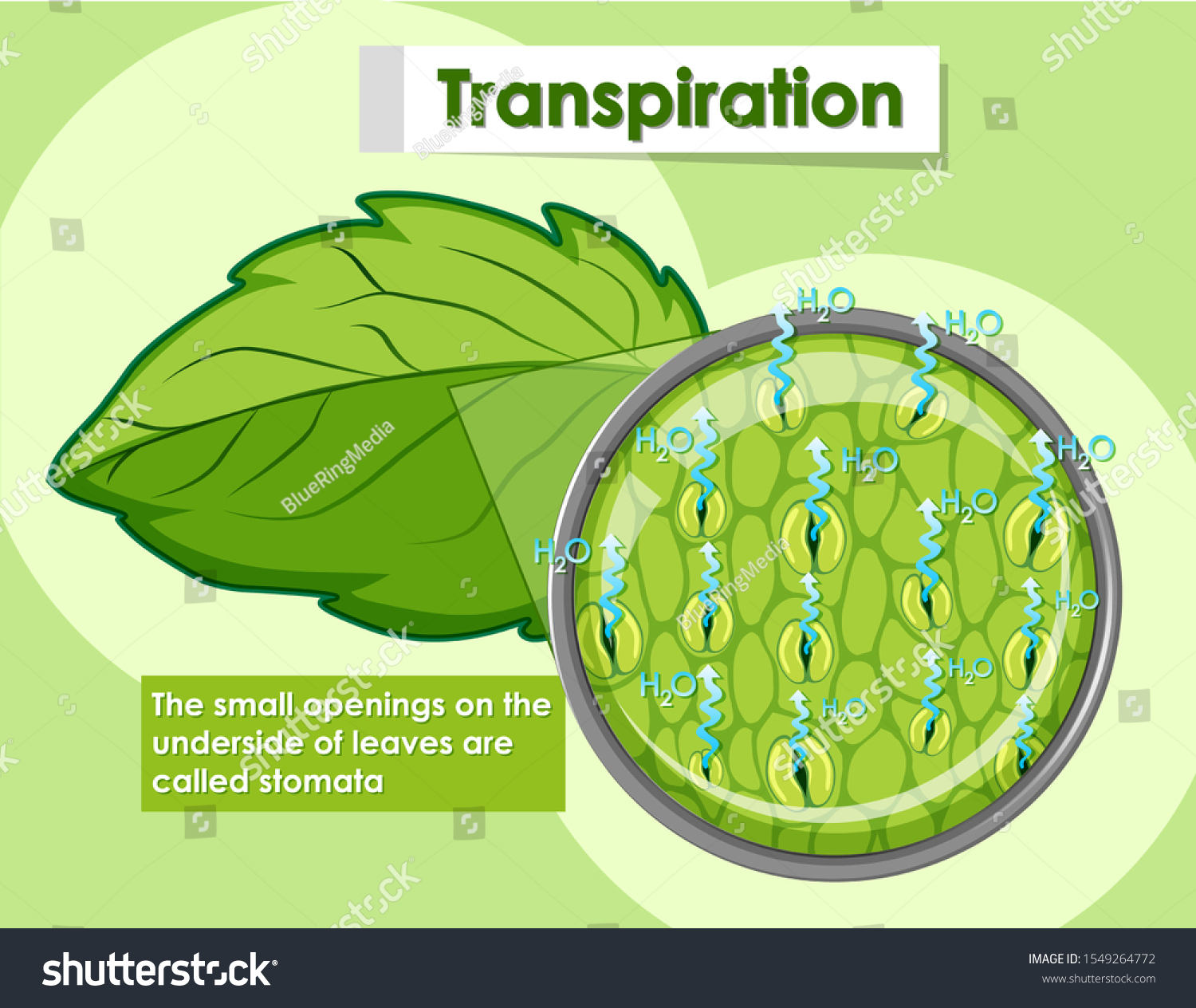 Vektor Stok Diagram Showing Details Plant Cell Illustration (Tanpa