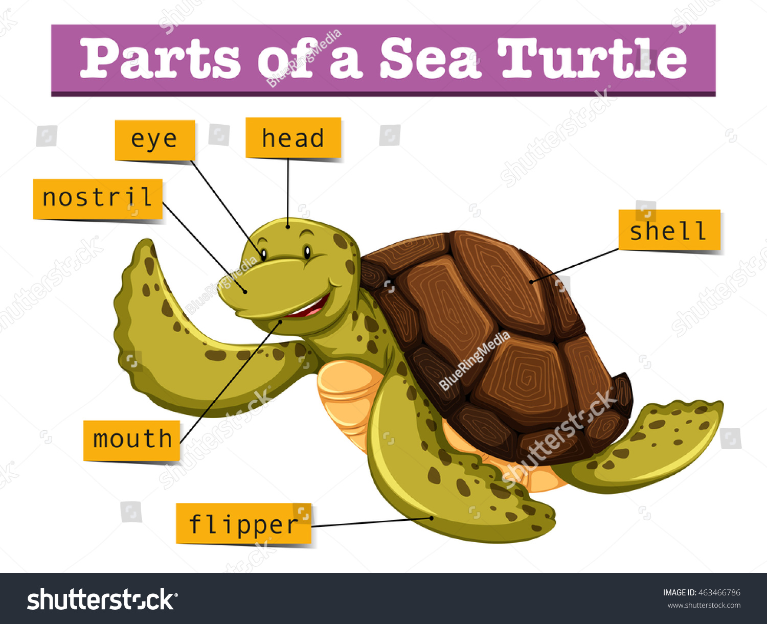 Diagram Showing Different Parts Turtle Illustration Stock Vector ...