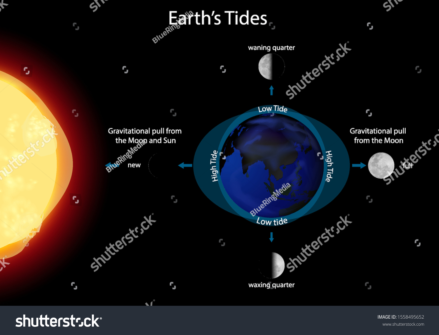 Diagram Showing Earth Tides Illustration Stock Vector (Royalty Free ...