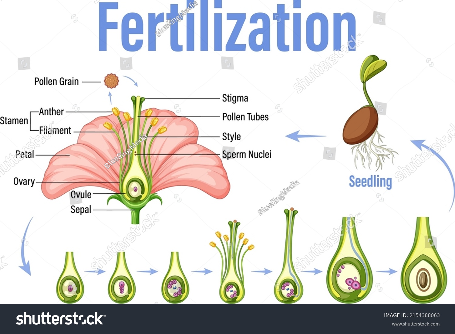 Diagram Showing Fertilization Flower Illustration Stock Vector (Royalty ...