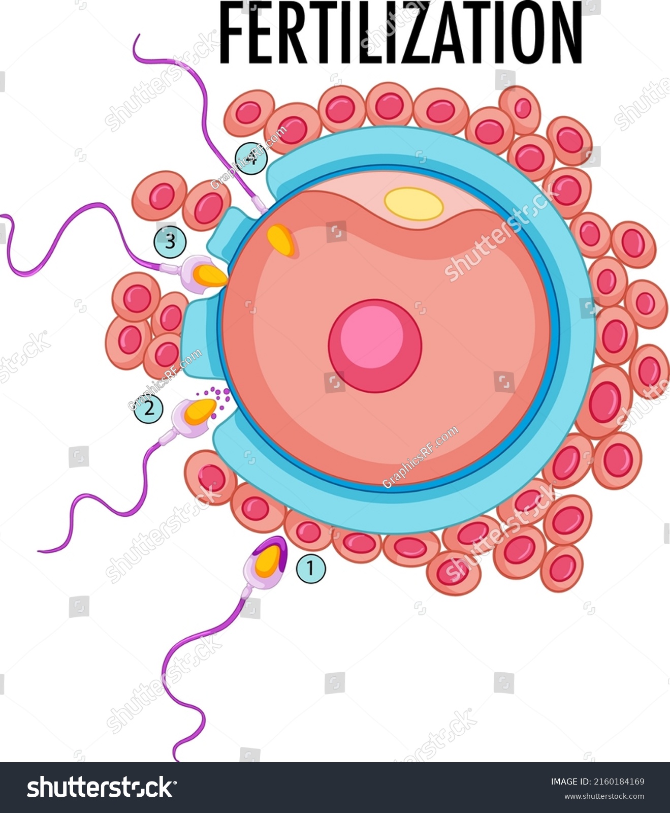 Diagram Showing Fertilization Human Illustration Stock Vector (royalty 