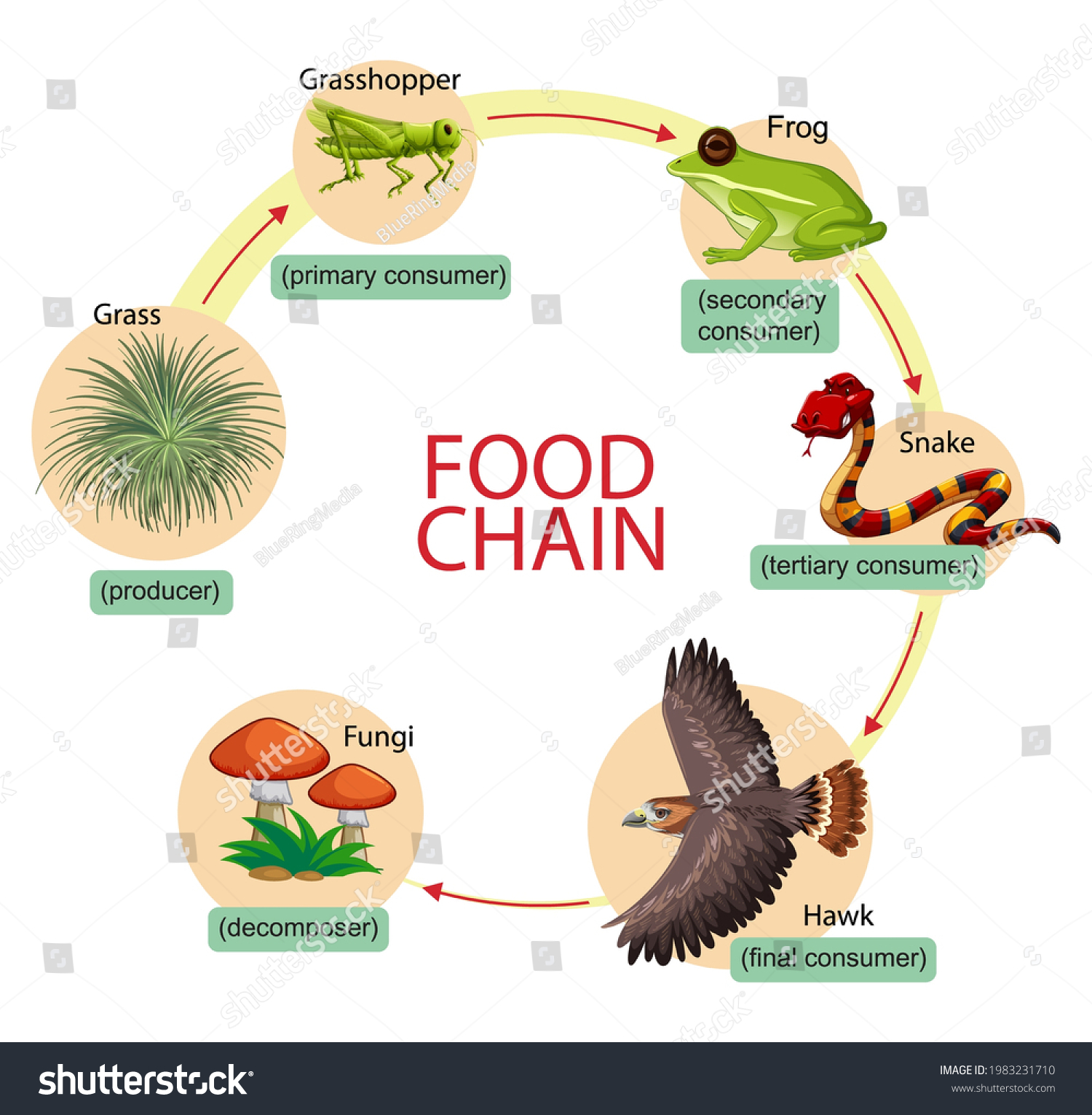 Diagram Showing Food Chain Illustration Stock Vector Royalty Free diagram-showing-food-chain-illustration-stock-vector-royalty-free