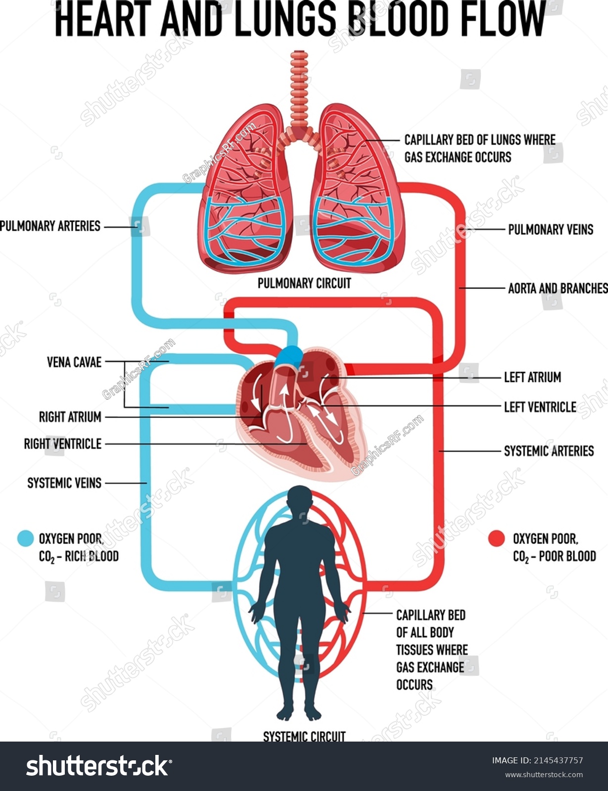 Diagram Showing Heart Lungs Blood Flow Stock Vector (Royalty Free ...