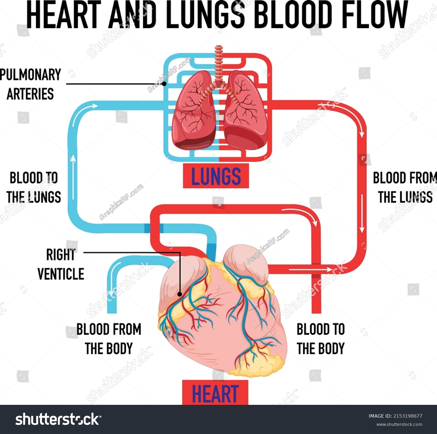 Diagram Showing Heart Lungs Blood Flow Stock Vector (Royalty Free ...