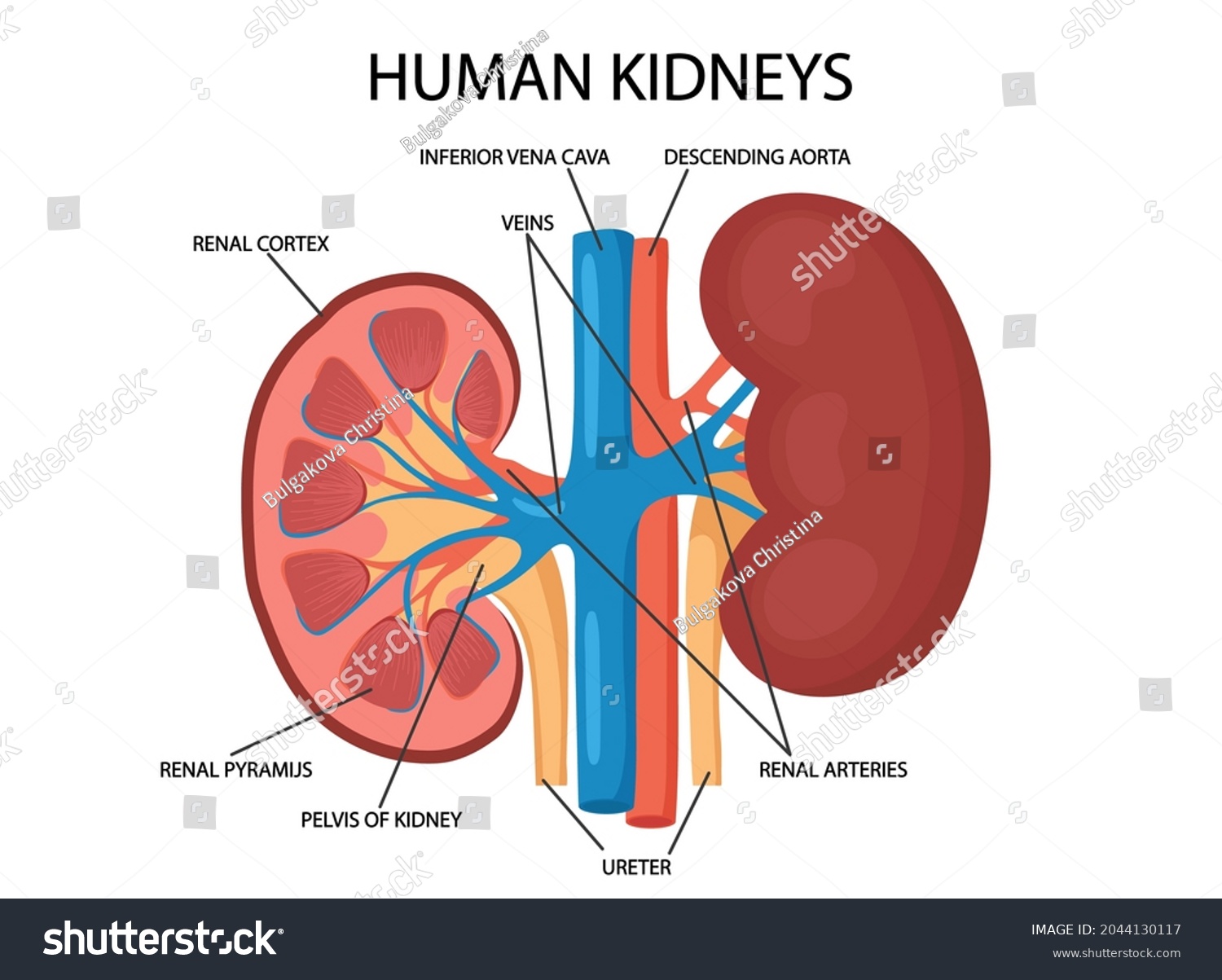 Diagram Showing Human Kidney Anatomy Illustration Stock Vector (Royalty ...