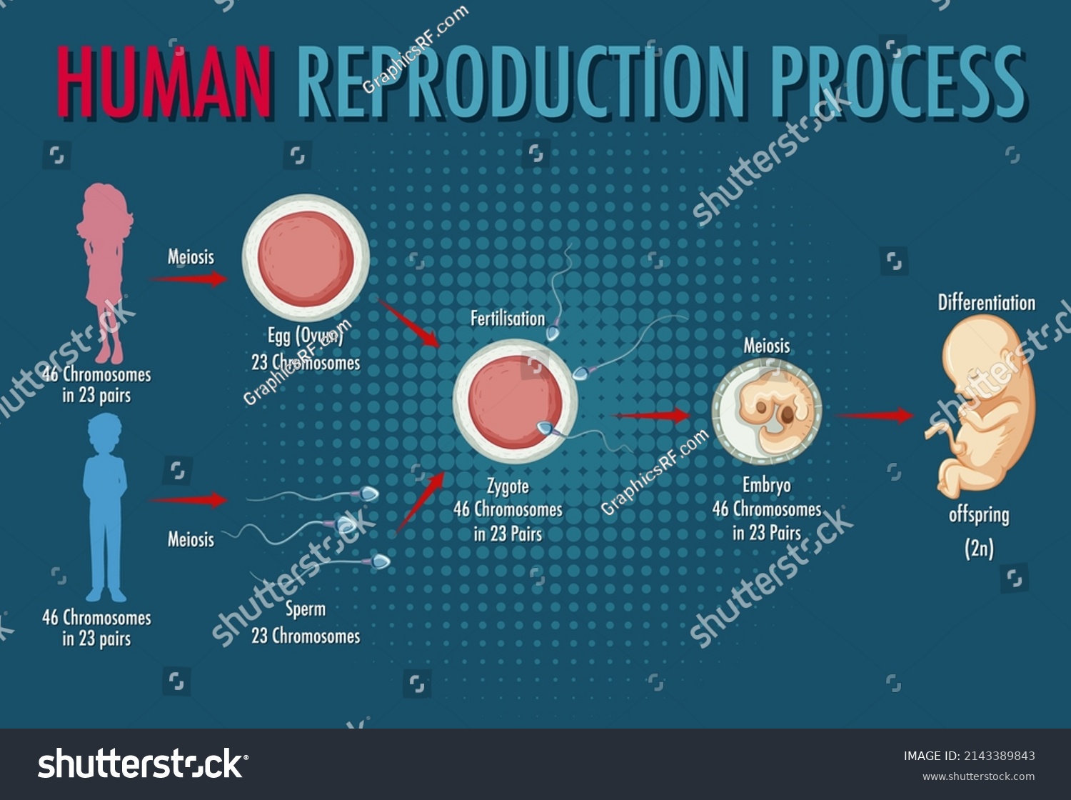 Diagram Showing Human Reproduction Process Illustration Stock Vector Royalty Free 2143389843