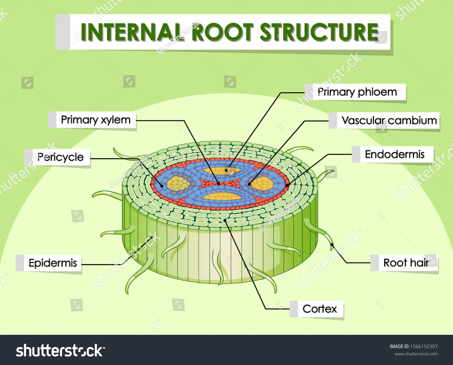 Diagram Showing Internal Root Structure Illustration Stock Vector ...