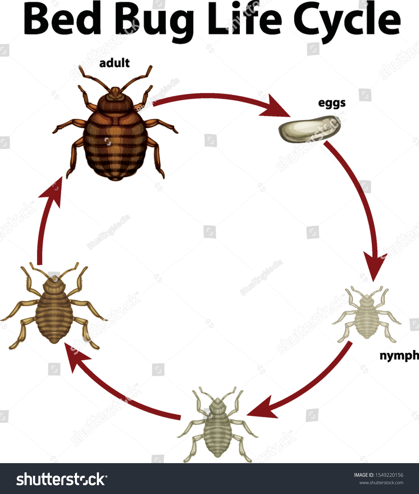 Diagram Showing Life Cycle Bed Bug Stock Vector (Royalty Free ...