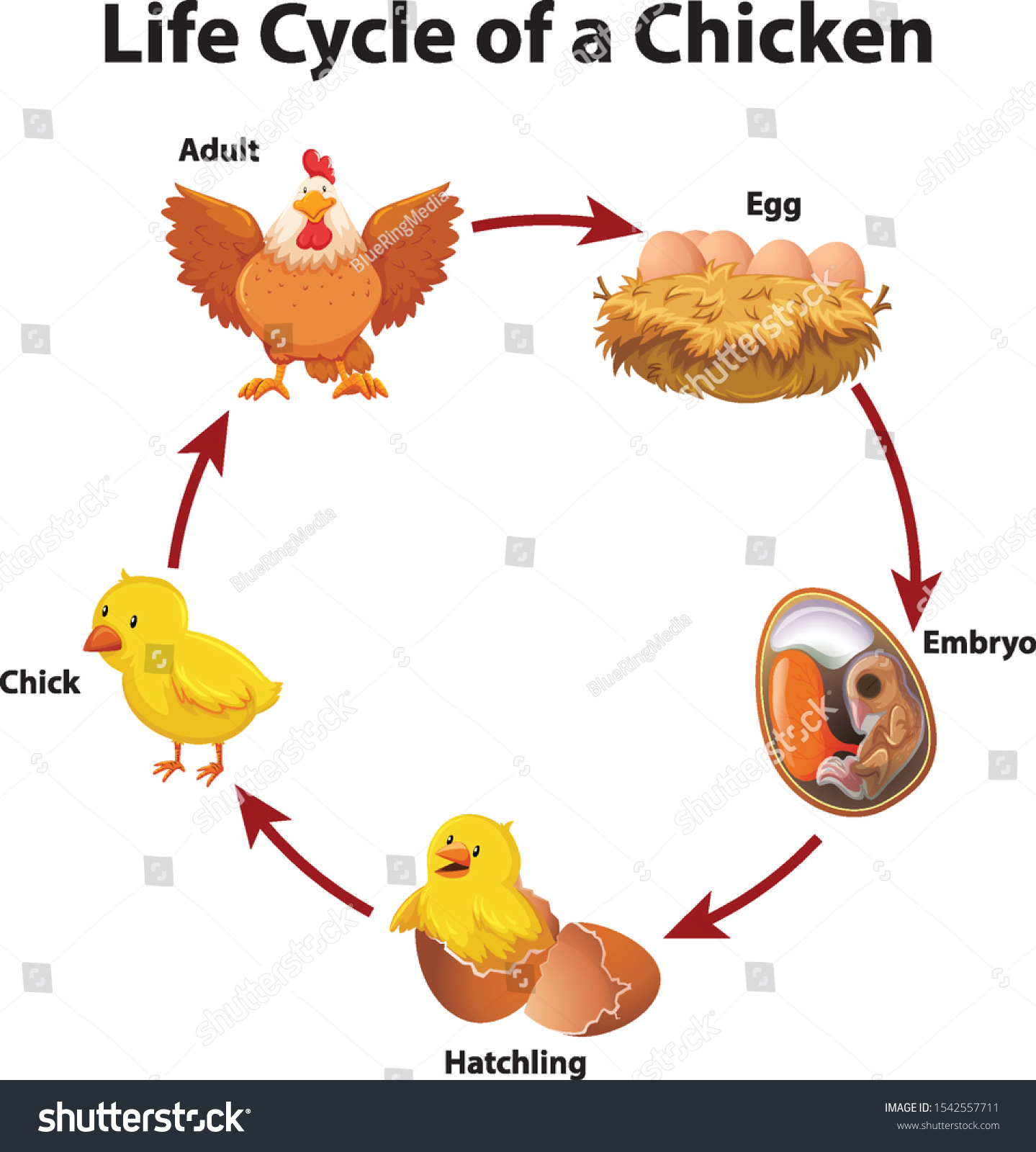 Diagram Showing Life Cycle Chicken Illustration Stock Vector (Royalty ...