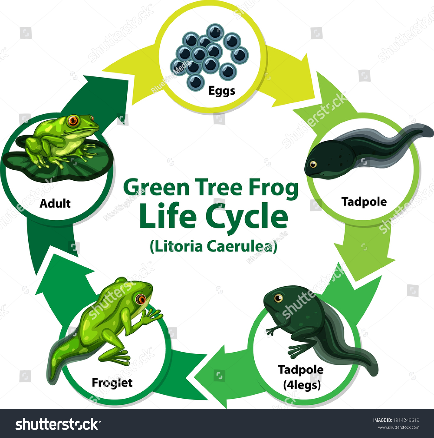 Diagram Showing Life Cycle Frog Illustration Stock Vector (royalty Free 