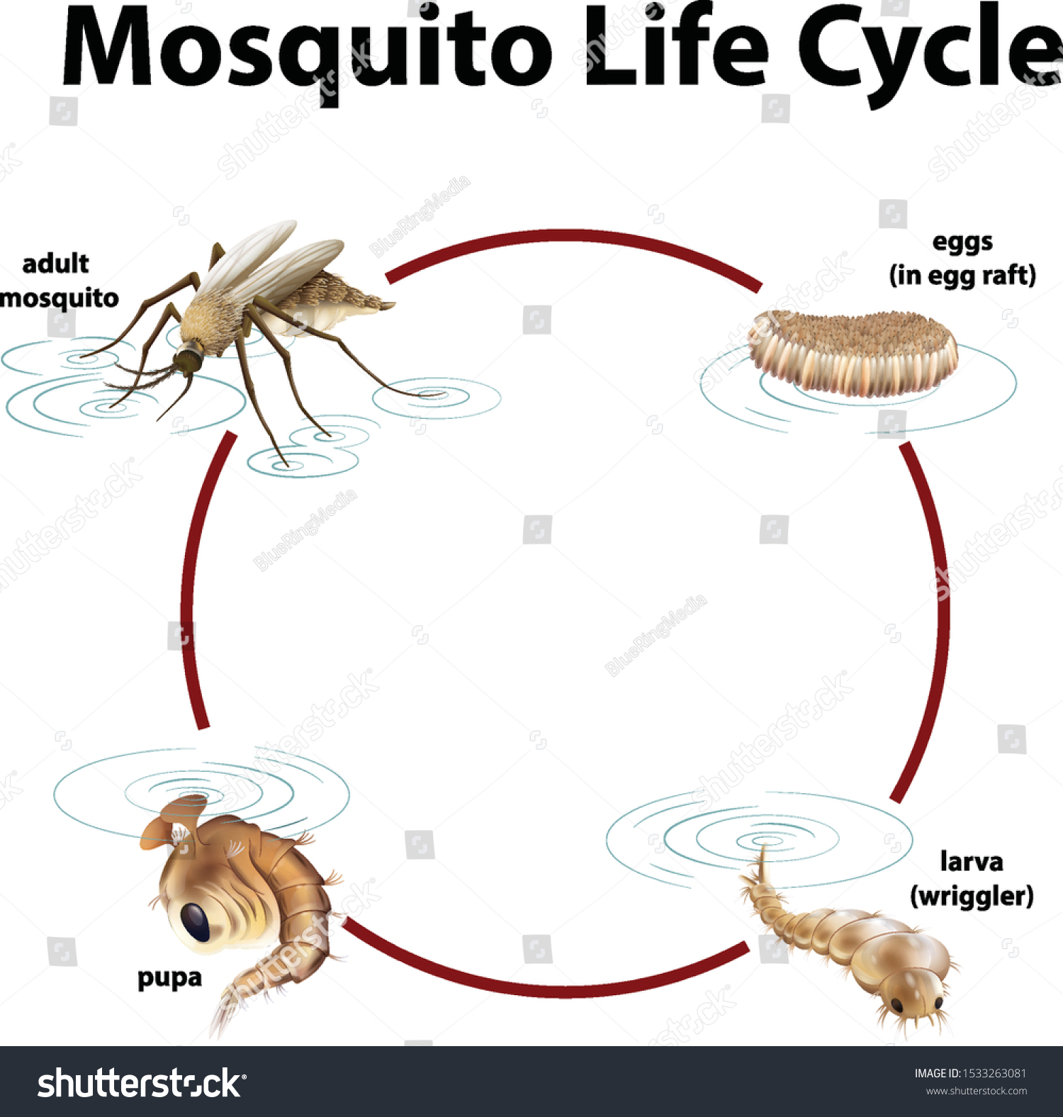 Diagram Showing Life Cycle Mosquito Illustration Stock Vector (Royalty ...