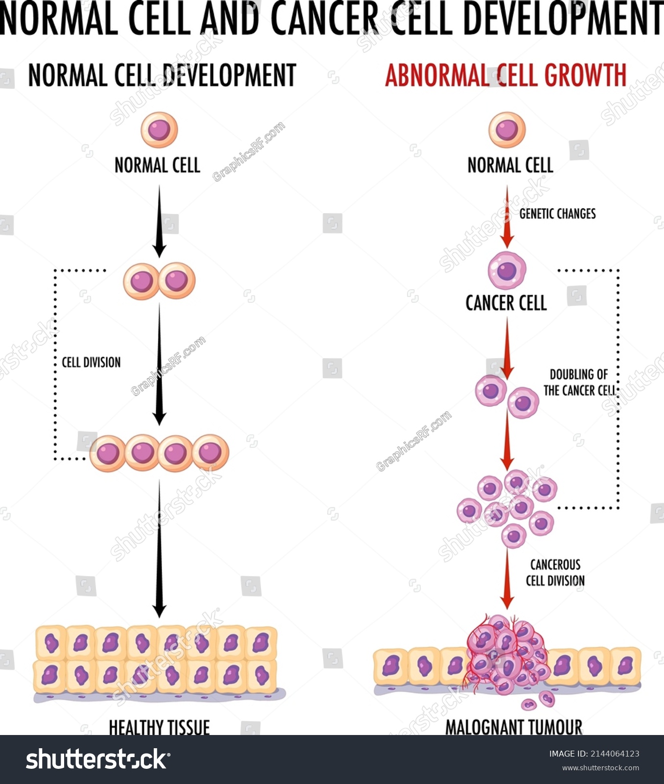 Diagram Showing Normal Cell Cancer Cell Stock Vector (Royalty Free ...