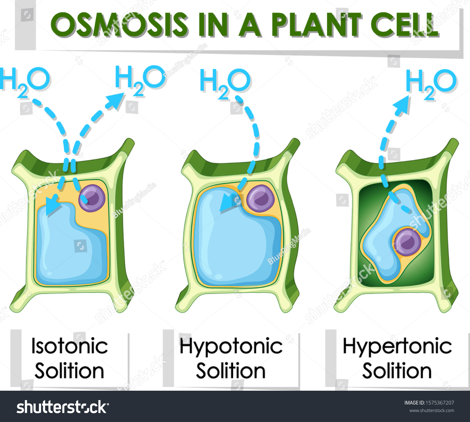 Diagram Showing Osmosis Plant Cell Illustration Stock Vector (Royalty ...