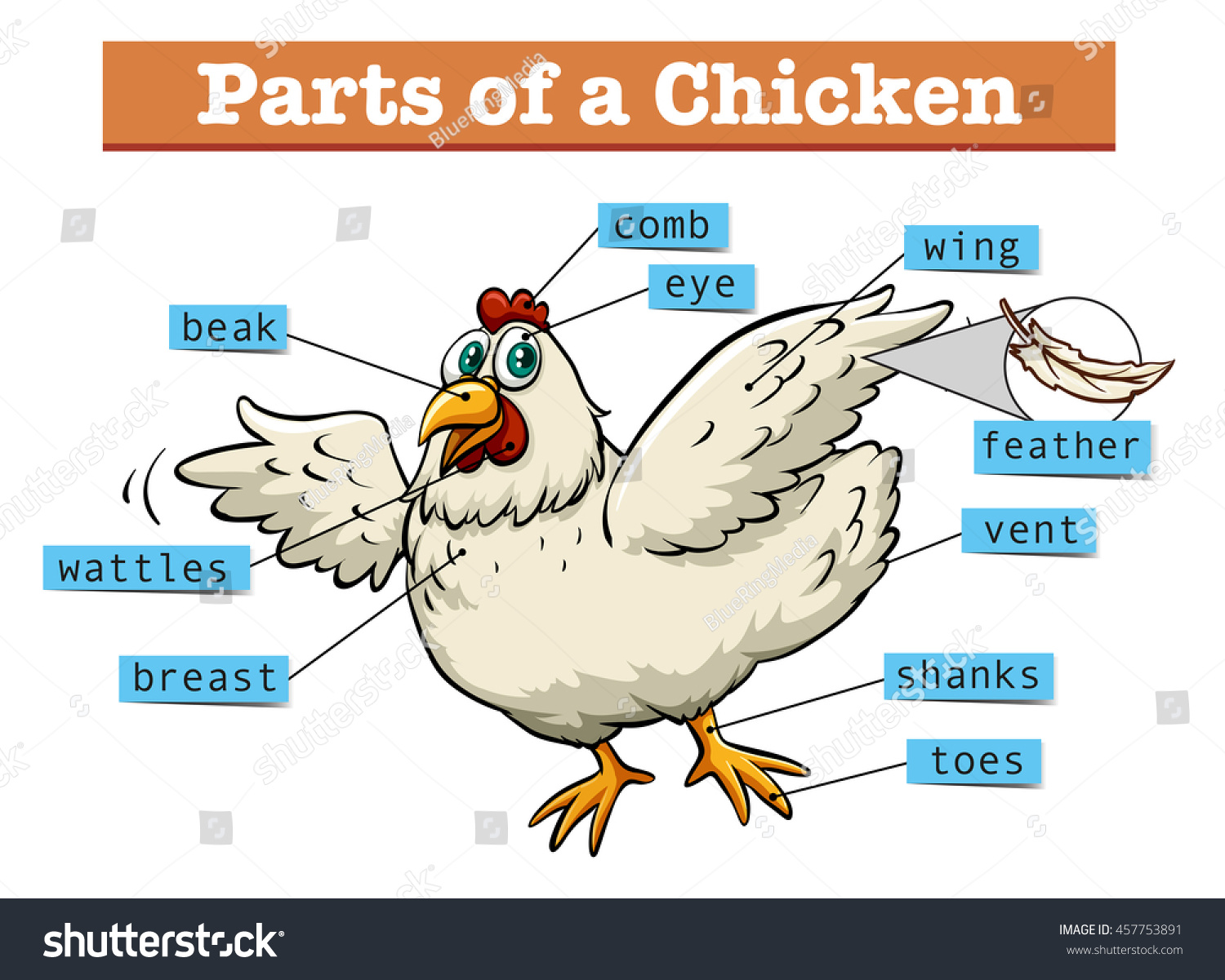 Diagram Showing Parts Chicken Illustration Stock Vector (Royalty Free ...