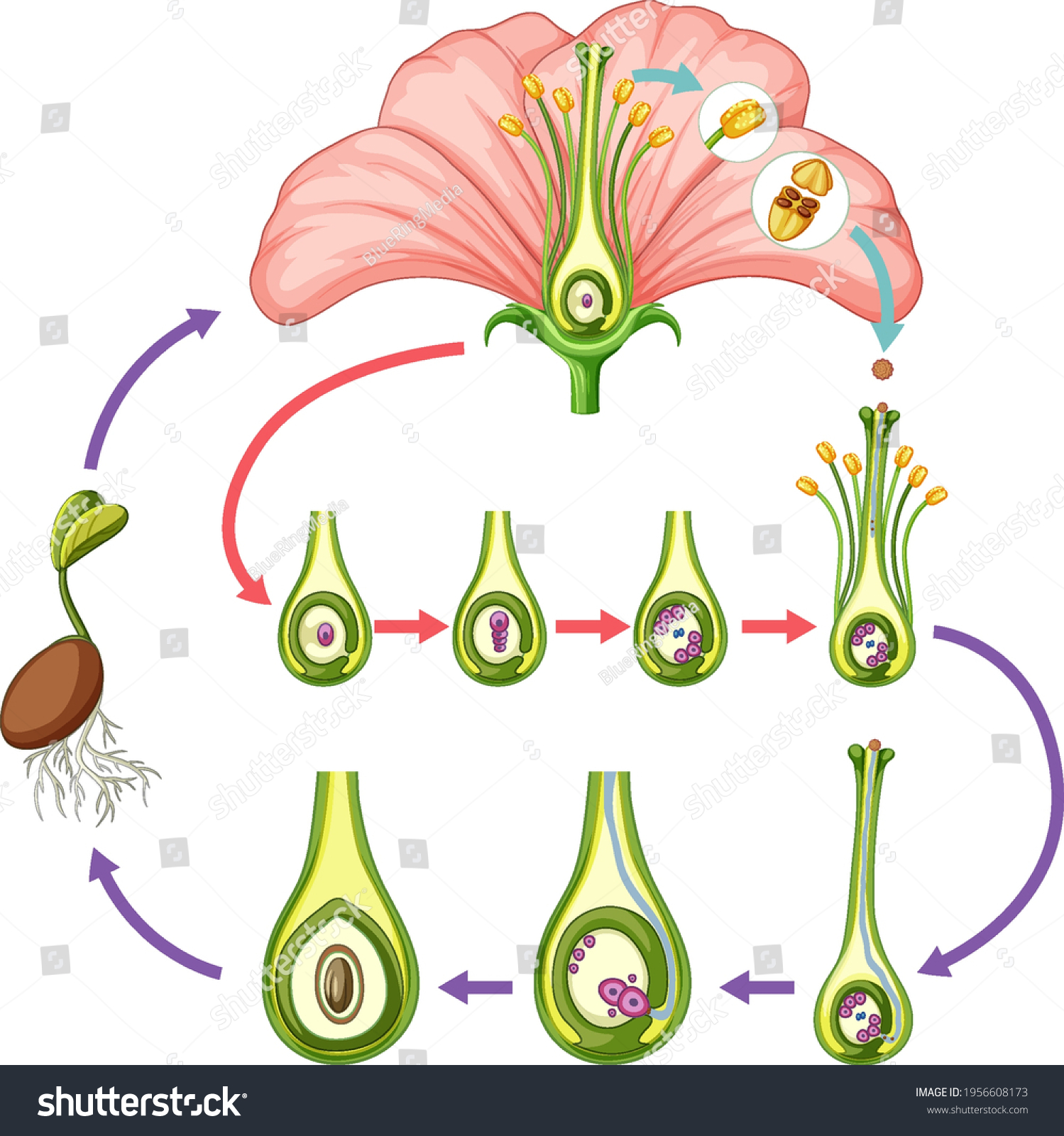 Diagram Showing Parts Flower Illustration Stock Vector (Royalty Free ...