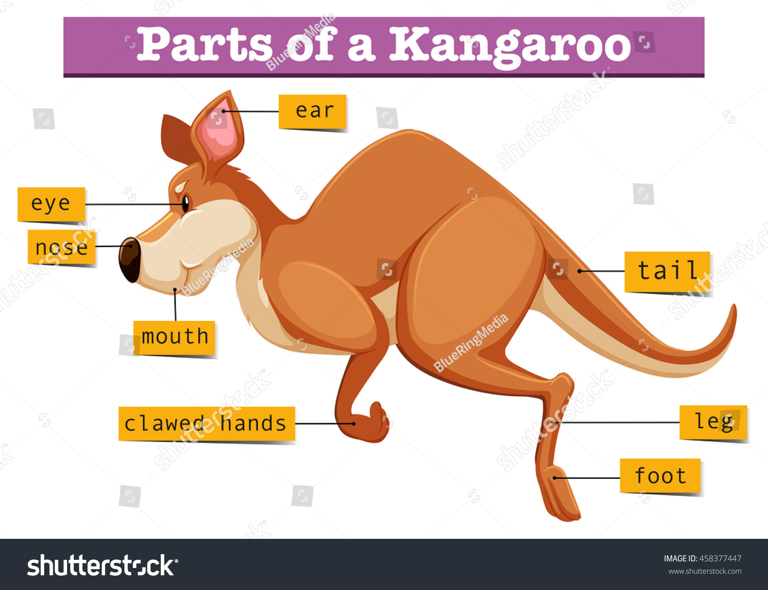 Diagram Showing Parts Kangaroo Illustration Stock Vector (Royalty Free ...