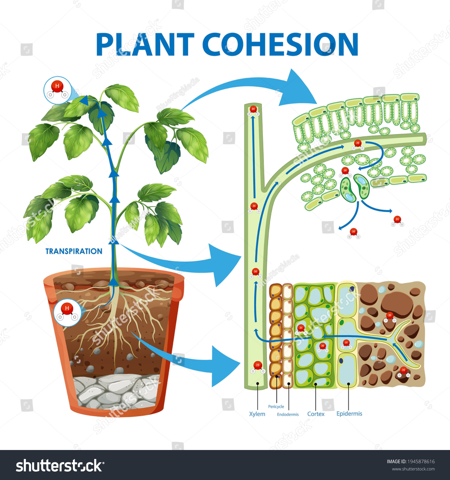 Diagram Showing Plant Cohesion Illustration Stock Vector (Royalty Free ...