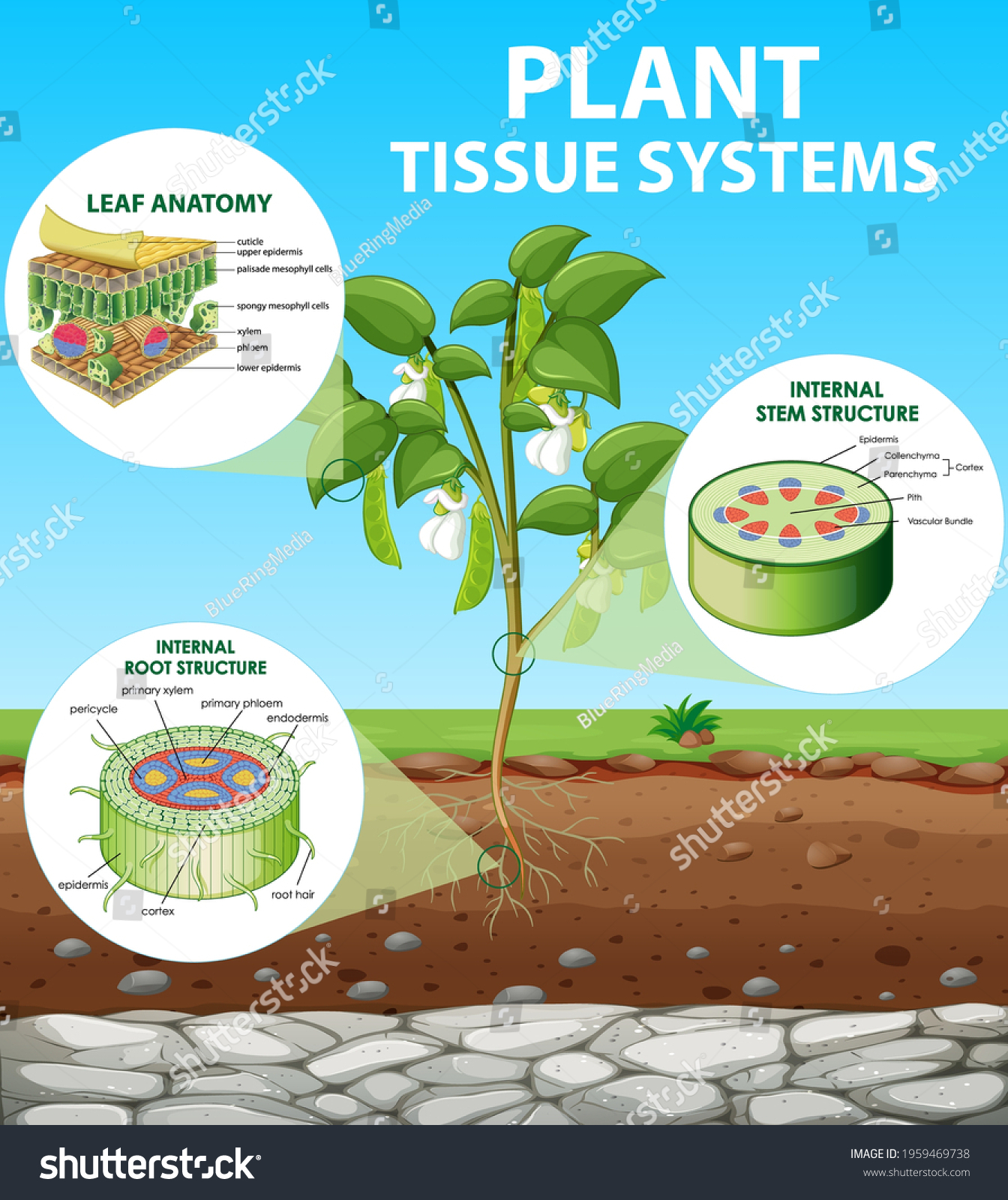 Diagram Showing Plant Tissue Systems Illustration Stock Vector (Royalty ...