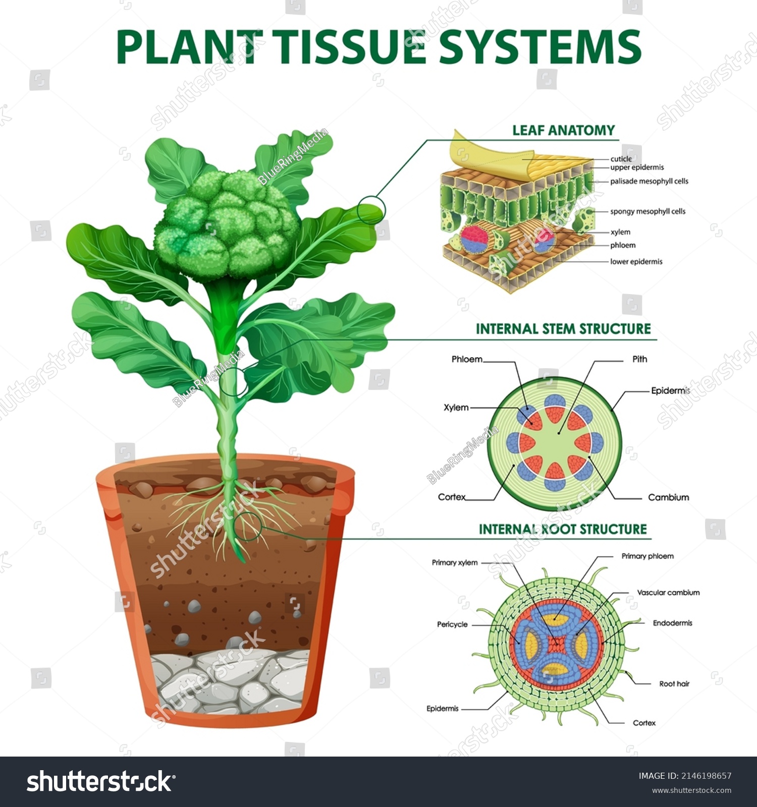 Diagram Showing Plant Tissue Systems Illustration Stock Vector (Royalty ...