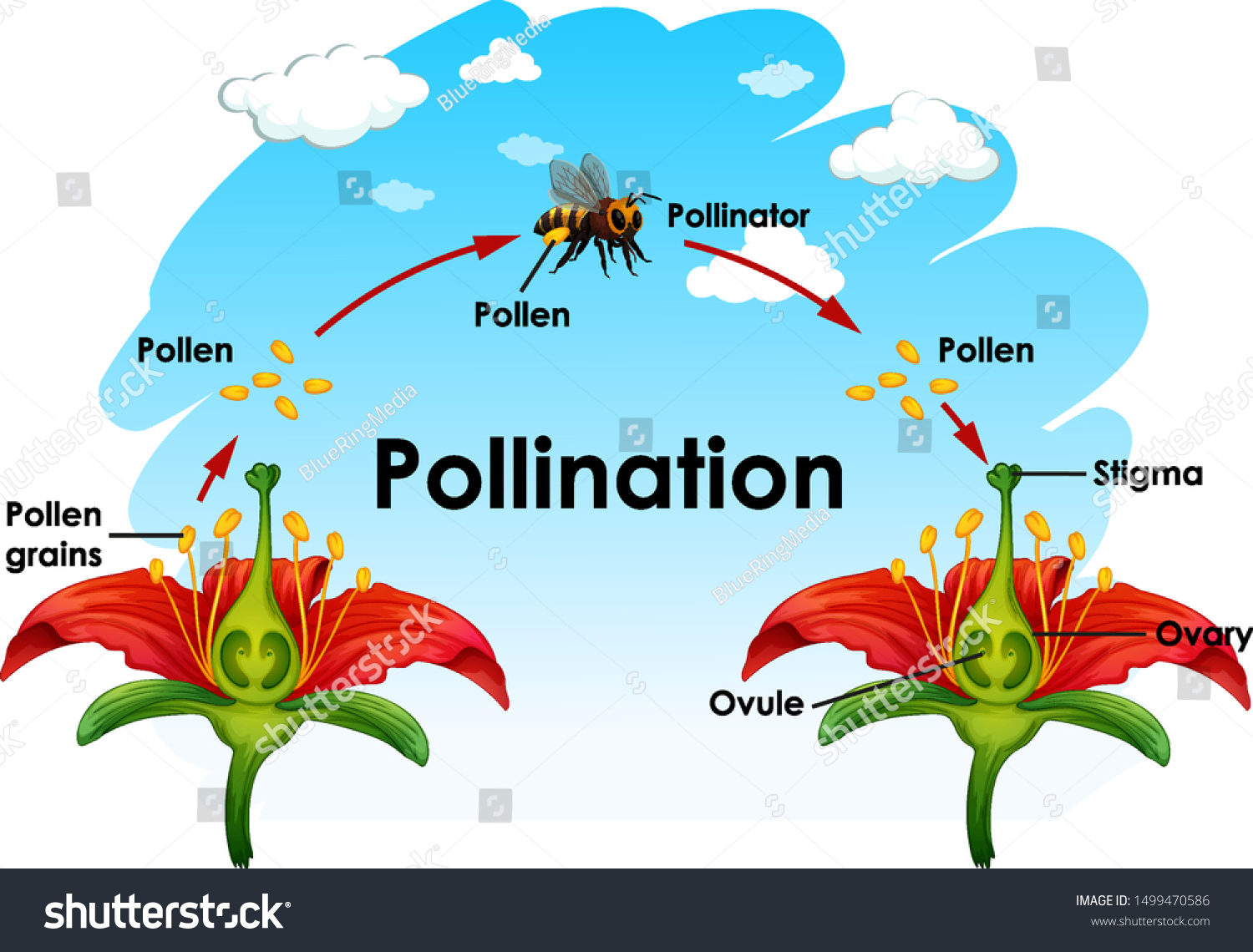 Diagram Showing Pollination Flower Bee Illustration Stock Vector ...