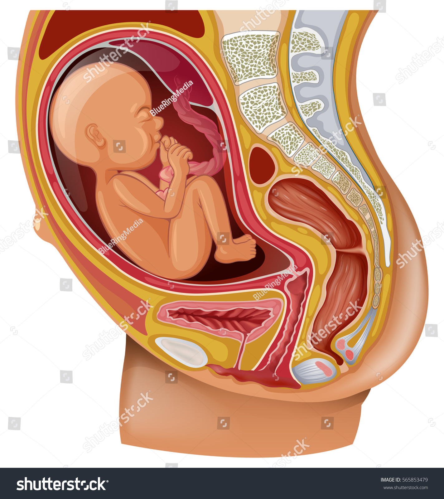 Diagram Showing Pregnant Woman Baby Illustration Stock ...