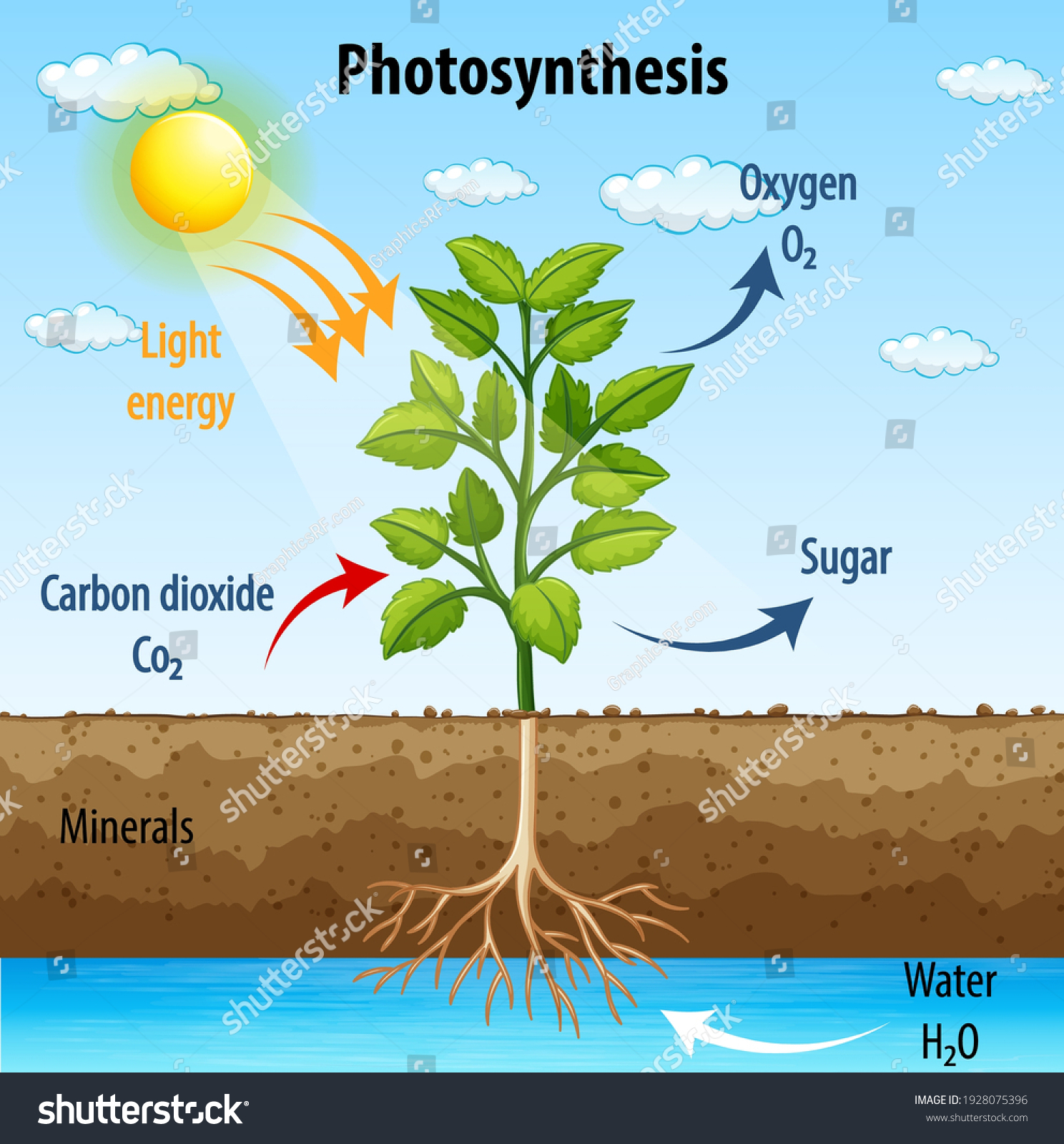 93,846 Photosynthesis Images, Stock Photos & Vectors | Shutterstock