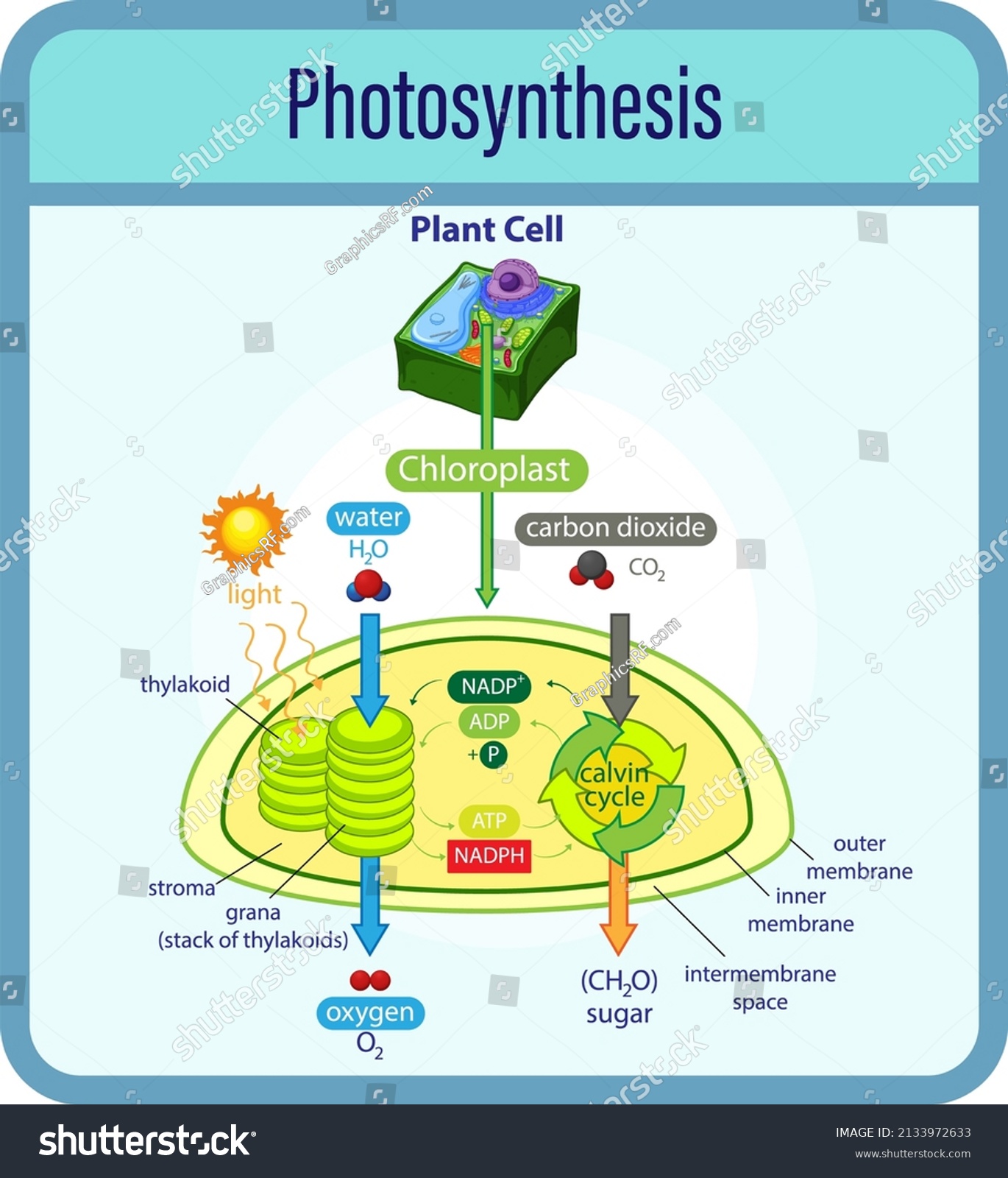 Stock Vector Diagram Showing Process Of Photosynthesis With Plant And Cells Illustration 2133972633 