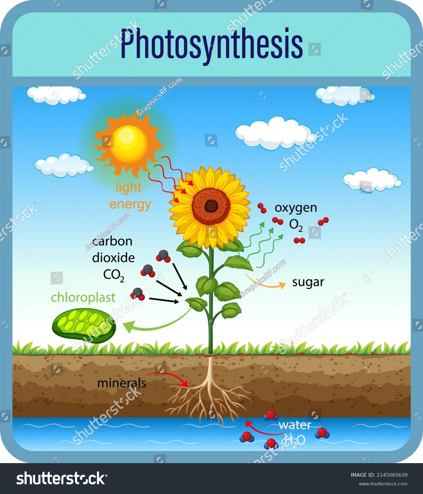 Diagram Showing Process Photosynthesis Plant Cells Stock Vector ...