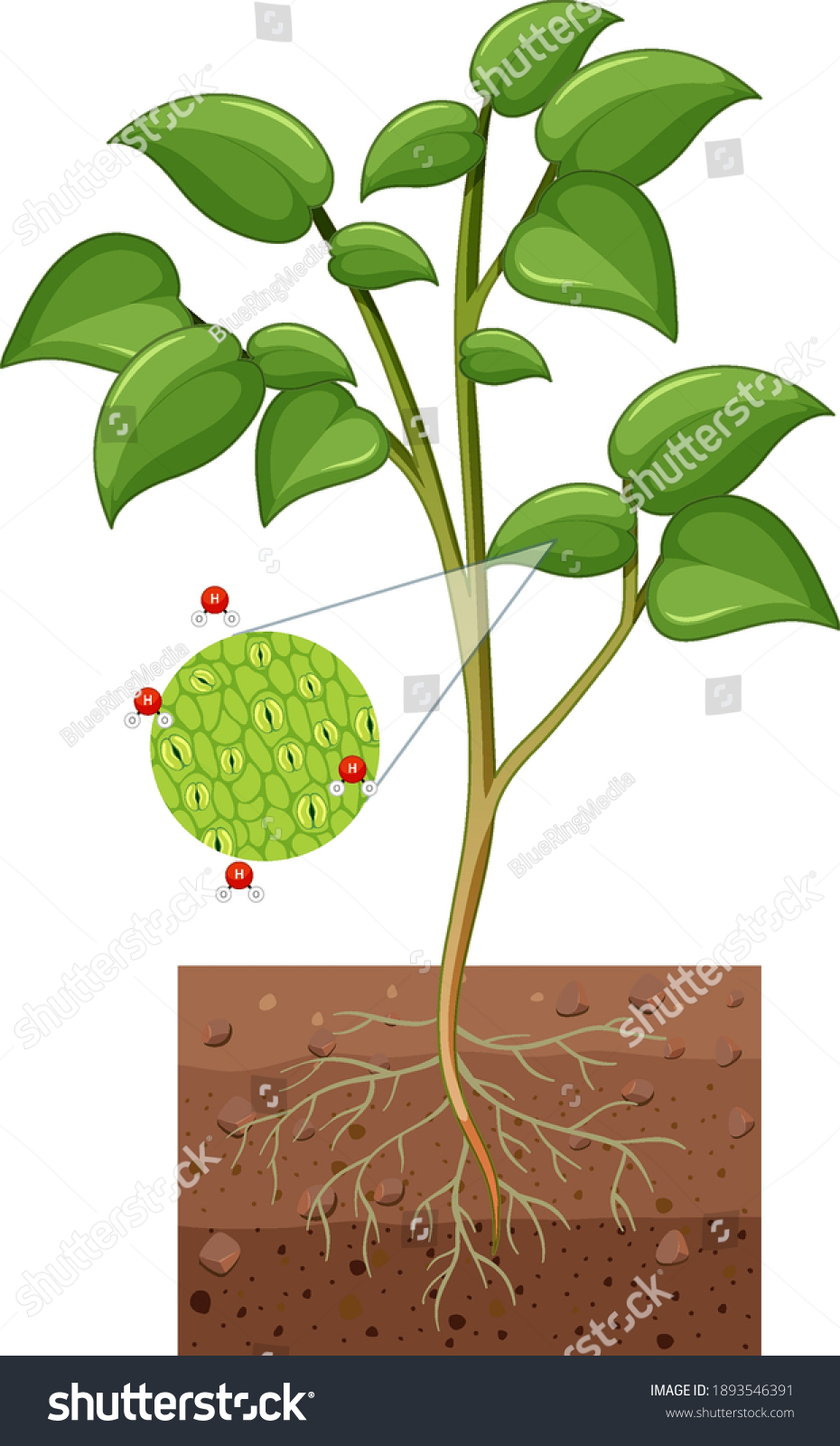 Diagram Showing Stomata Guard Cell Plant Stock Vector (royalty Free 