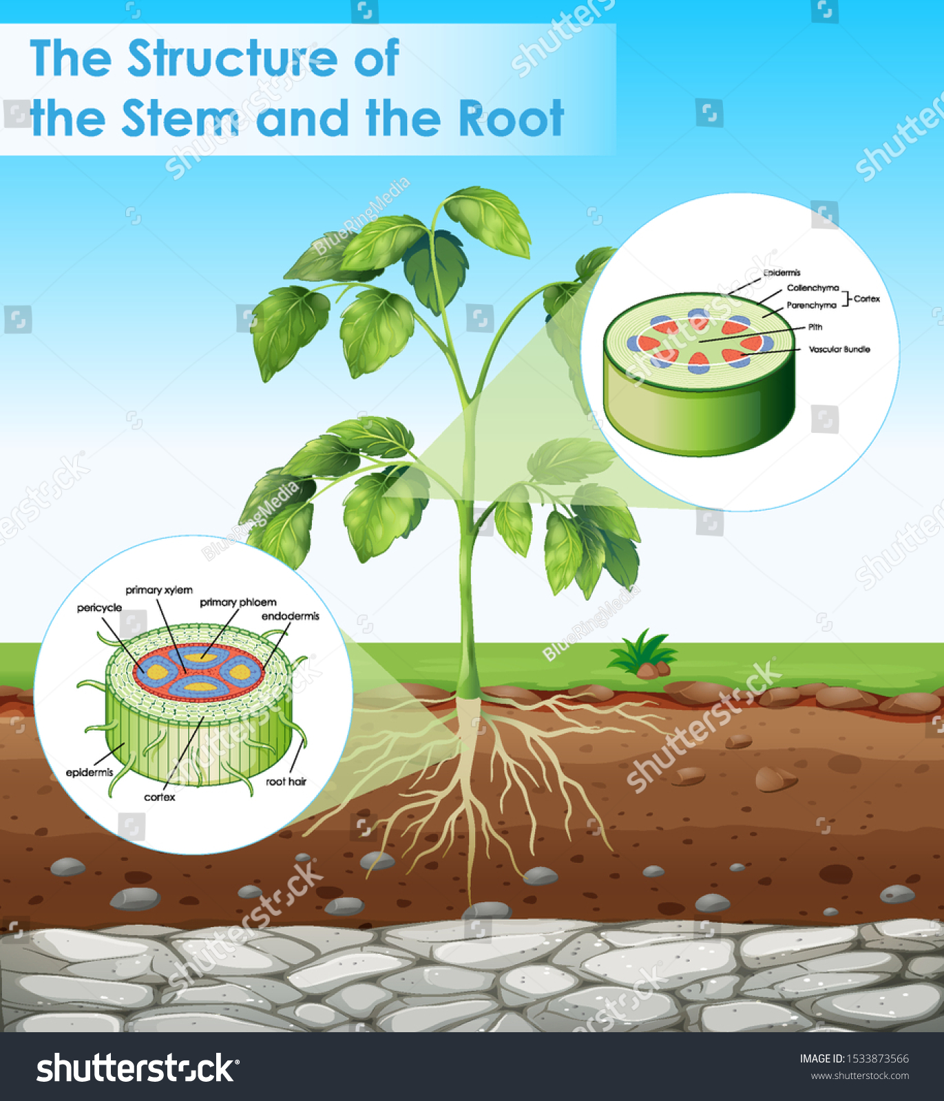 Diagram Showing Structure Stem Root Illustration Stock Vector (Royalty ...