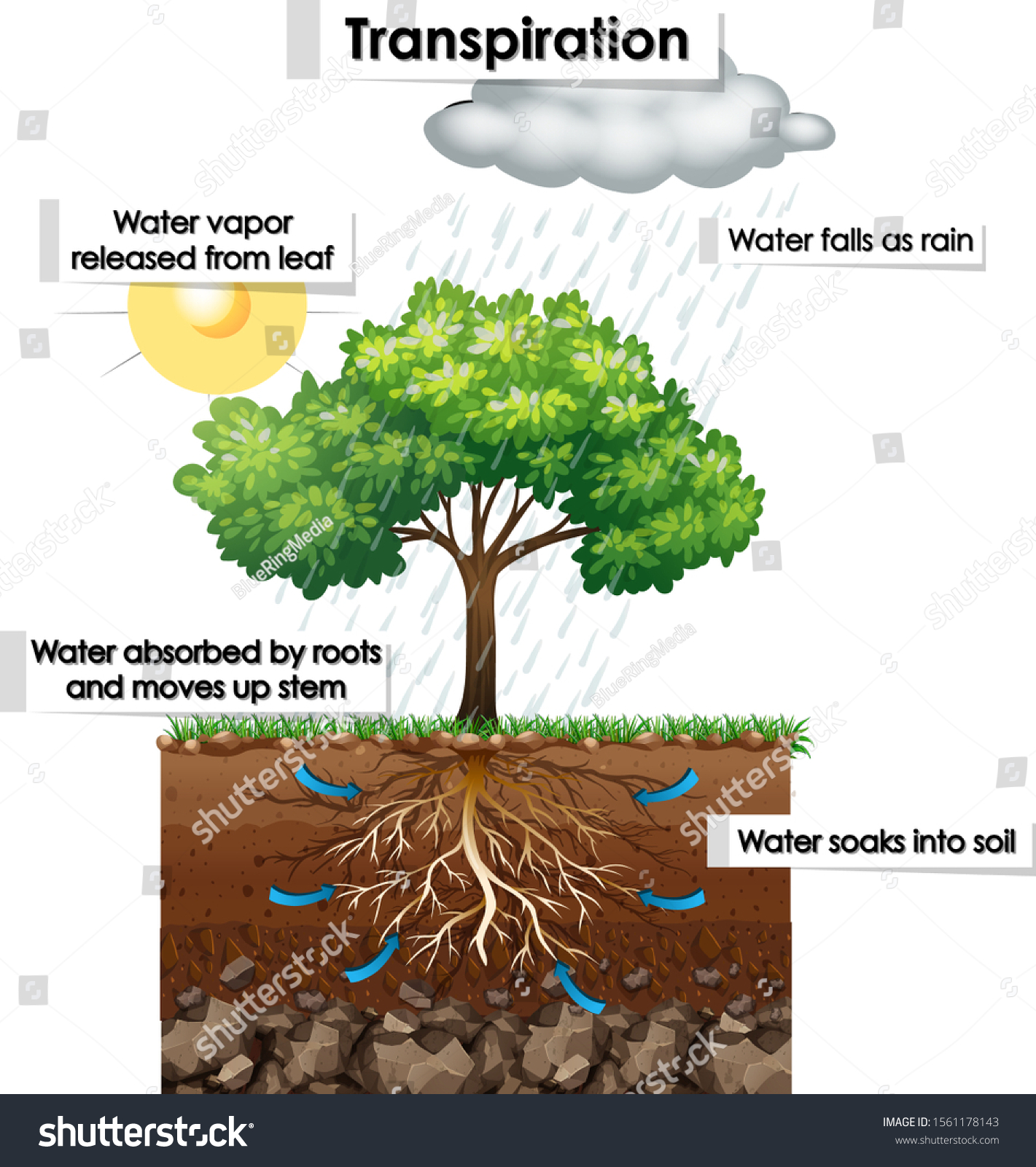 Diagram Showing Transpiration In Plant Illustration Stock Vector Diagram Showing Transpiration In Plant Illustration Stock Vector