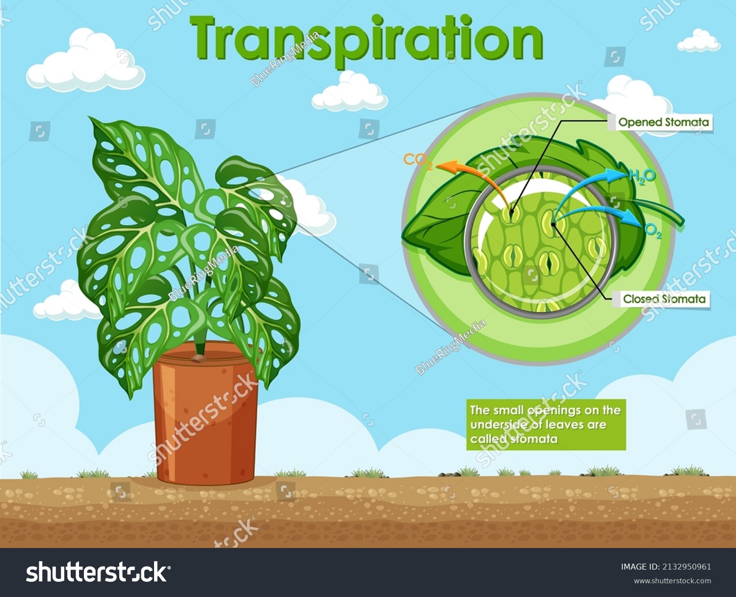 Diagram Showing Transpiration Plants Illustration Stock Vector (Royalty ...