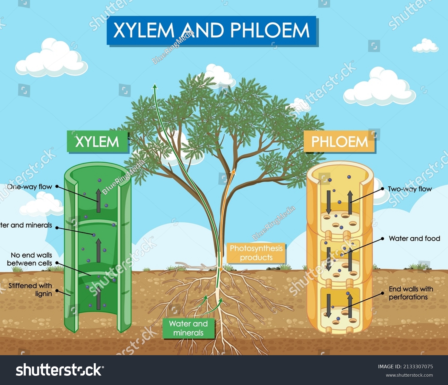 Diagram Showing Xylem Phloem Plant Illustration Stock Vector (Royalty ...