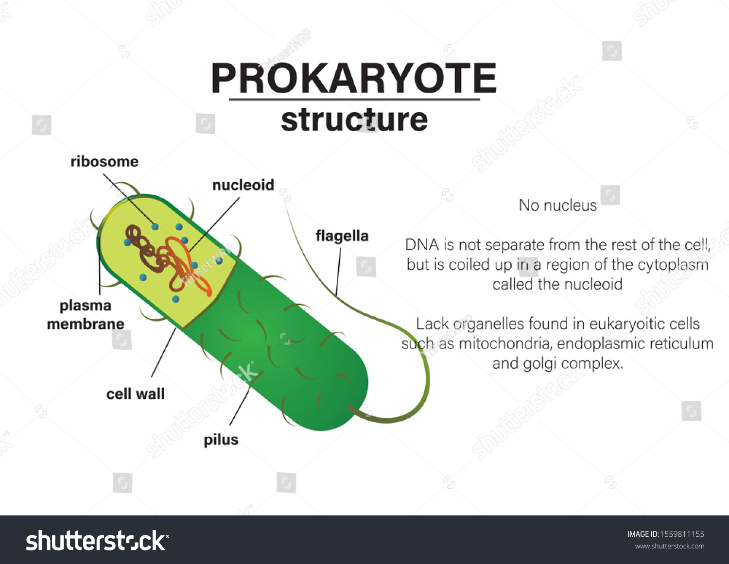 Diagram Structure Prokaryotic Cell Stock Vector Royalty Free 1559811155 8919