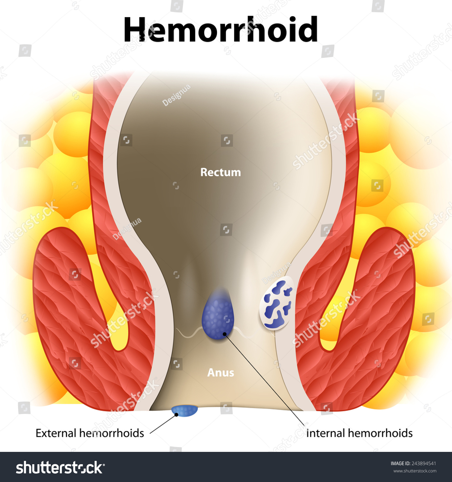 Rectal Normal Anal Of Inter 25