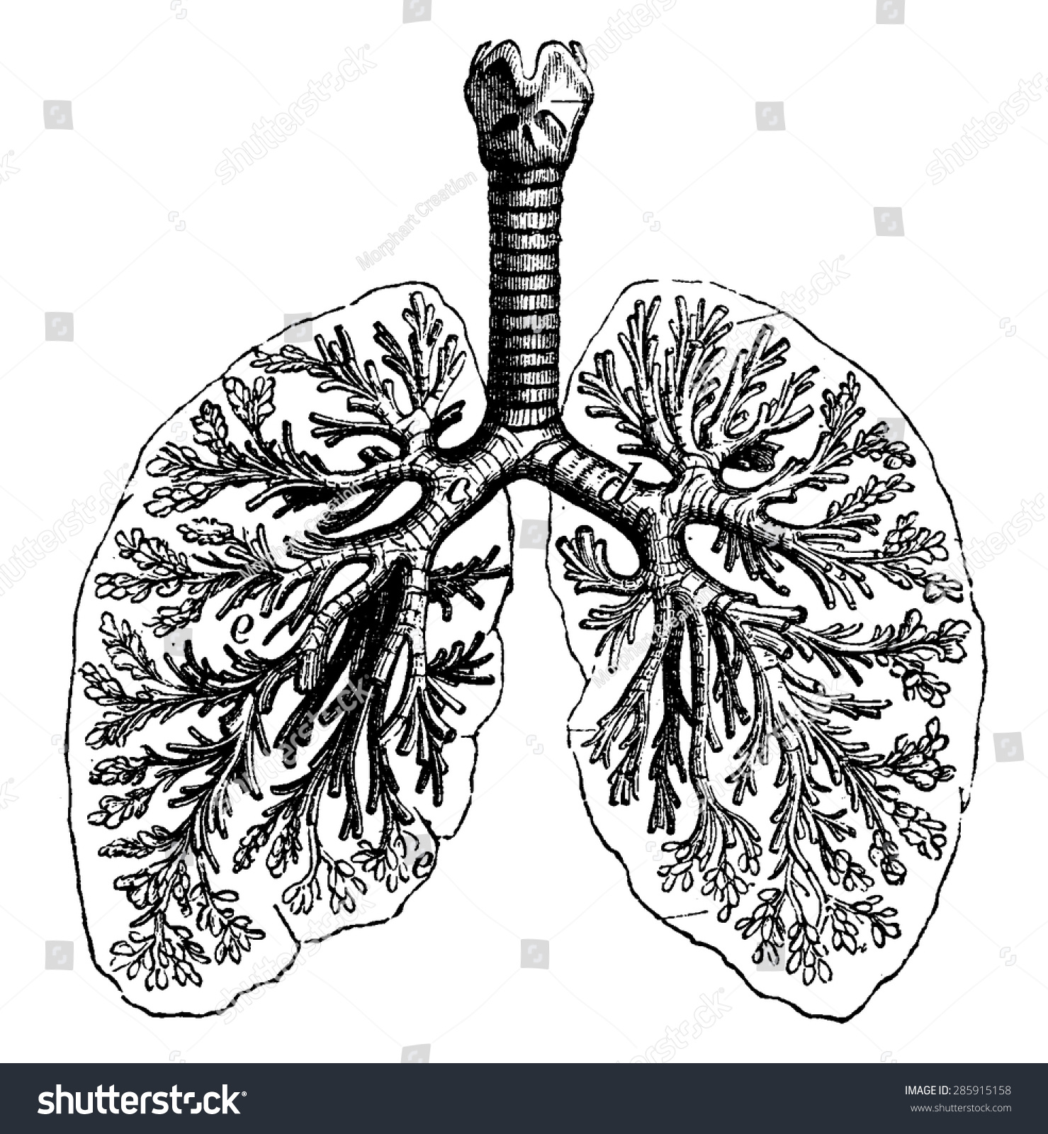 Diagrams Two Human Lungs Vintage Engraved Stock Vector 285915158 ...