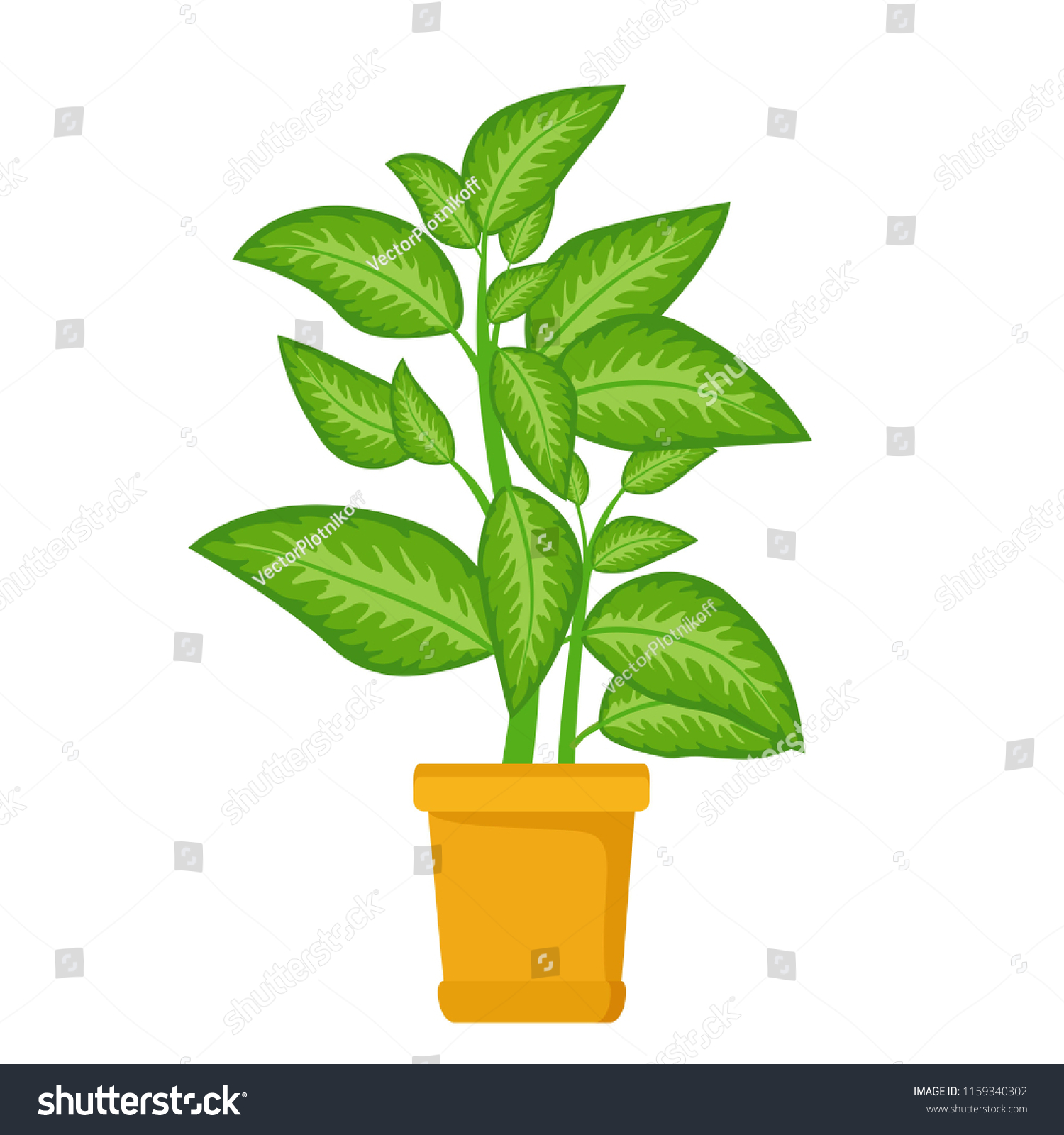 Dieffenbachia Tree House Plant In Flower Pot Decorative Indoor Houseplant Dieffenbachia Tree House Plant In Flower Pot Decorative Indoor Houseplant
