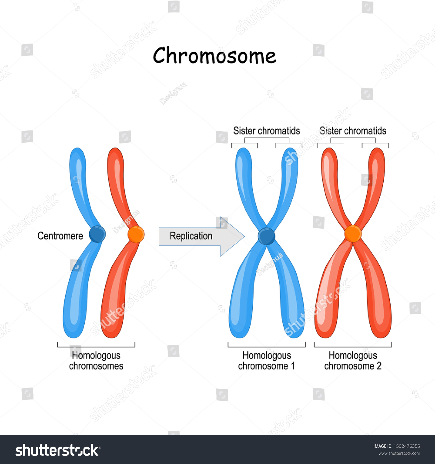 Difference Between Homologous Chromosomes Pair Homologous Stock Vector Royalty Free