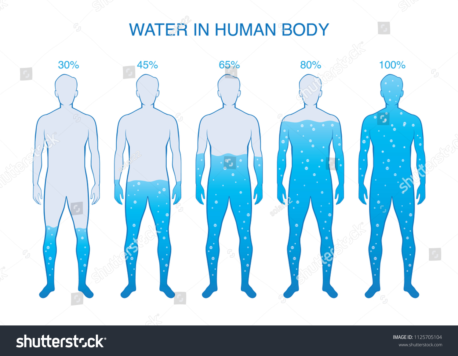 Difference Percentage Water Human Body Illustration Stock Vector ...