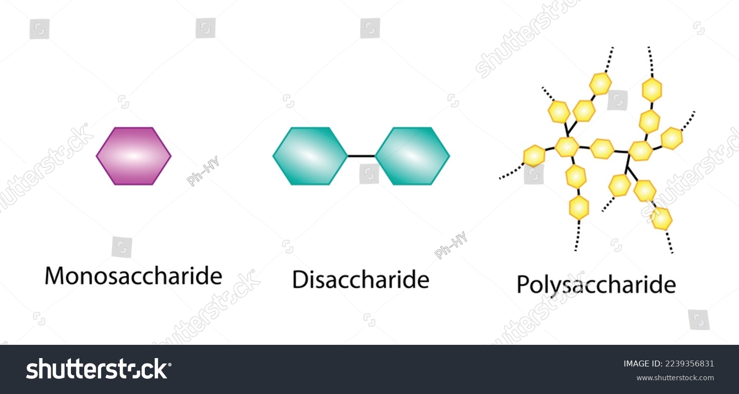 SVG of Differences Between Monosaccharide, Disaccharide and Polysaccharide. Glucose, Maltose and Starch. Carbohydrates and Sugars Terminology. Scientific Design. Vector Illustration.
 svg