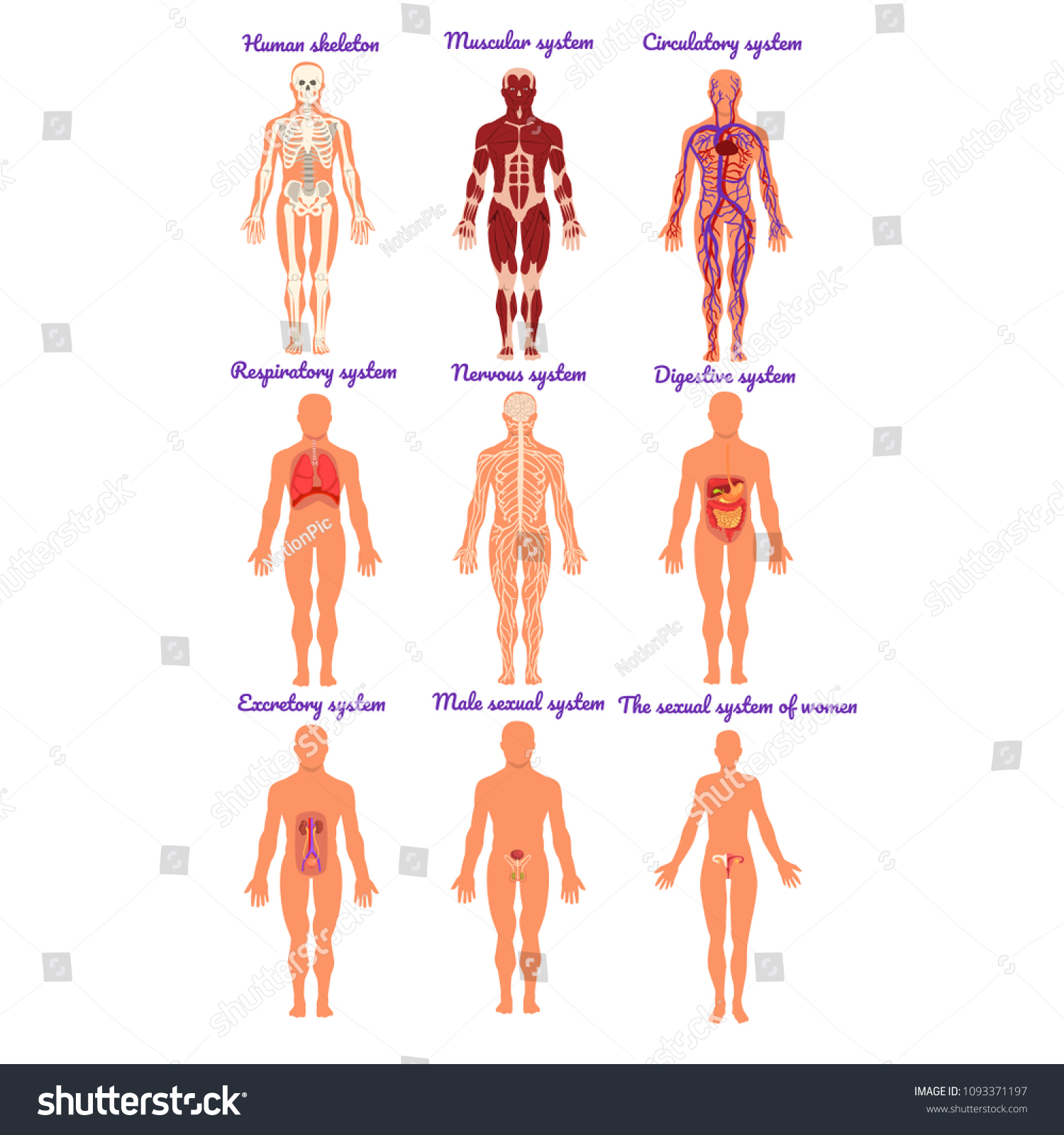 Different Human Organ System Set Muscular Stock Vector (Royalty Free ...