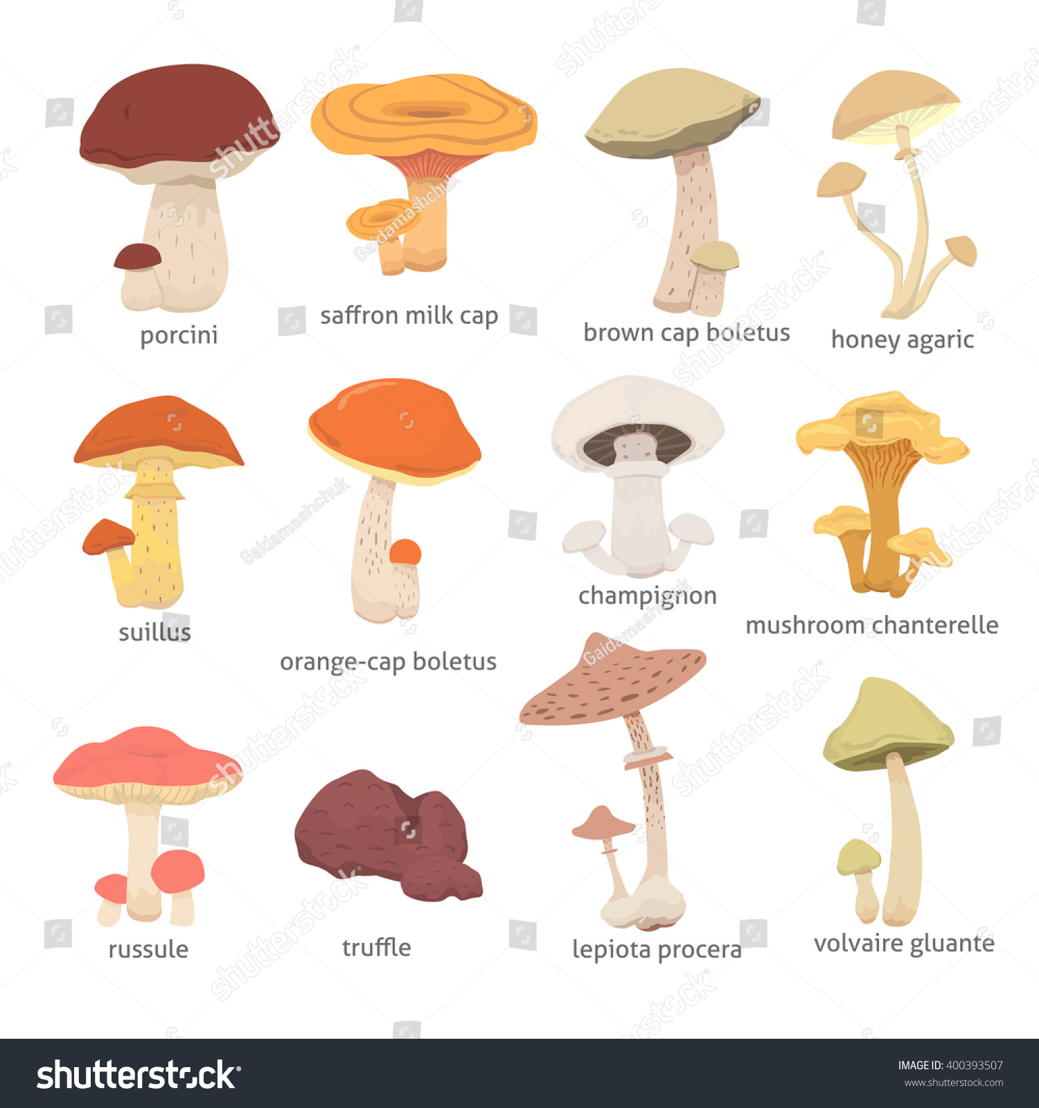 Different Kinds Of Mushroom.Different Types Of Mushrooms Isolated On ...