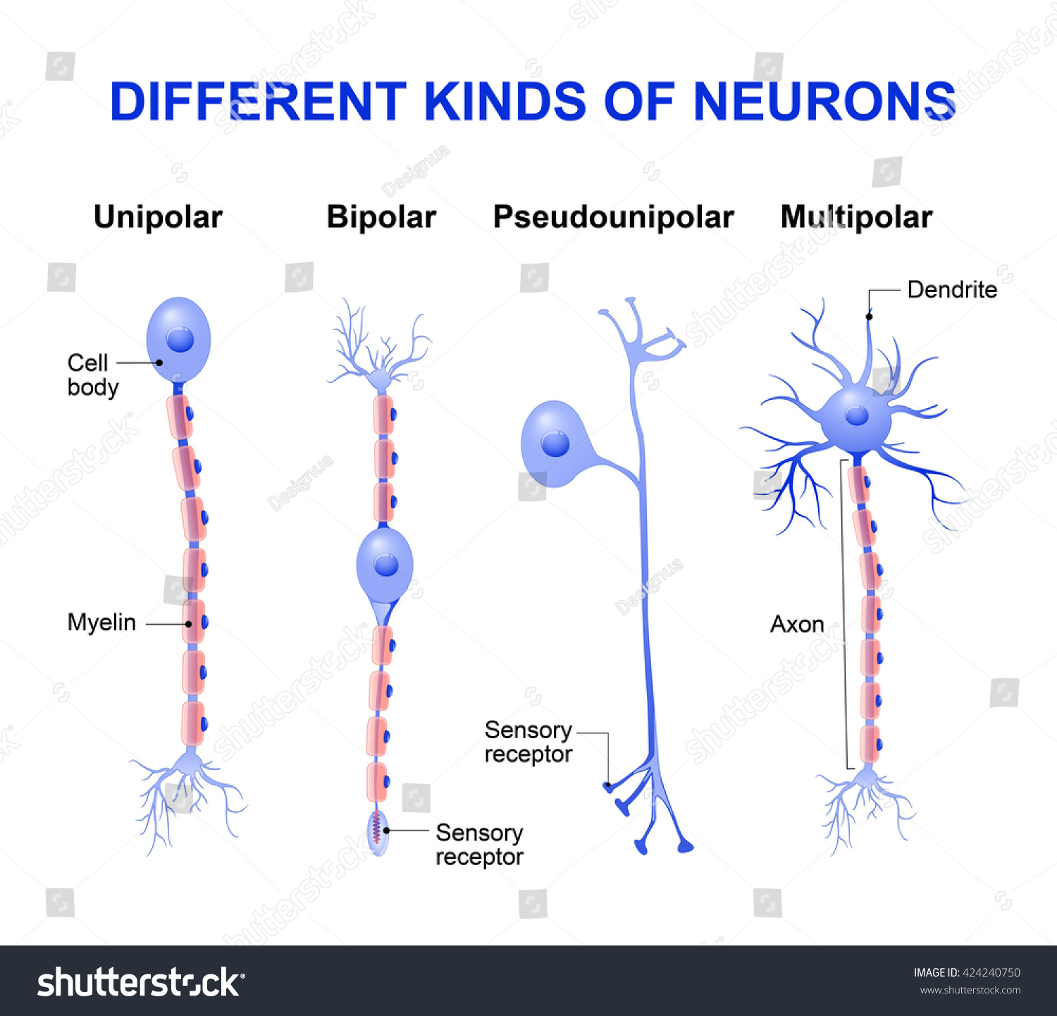 Different Kinds Neurons Stock Vector (Royalty Free) 424240750 ...