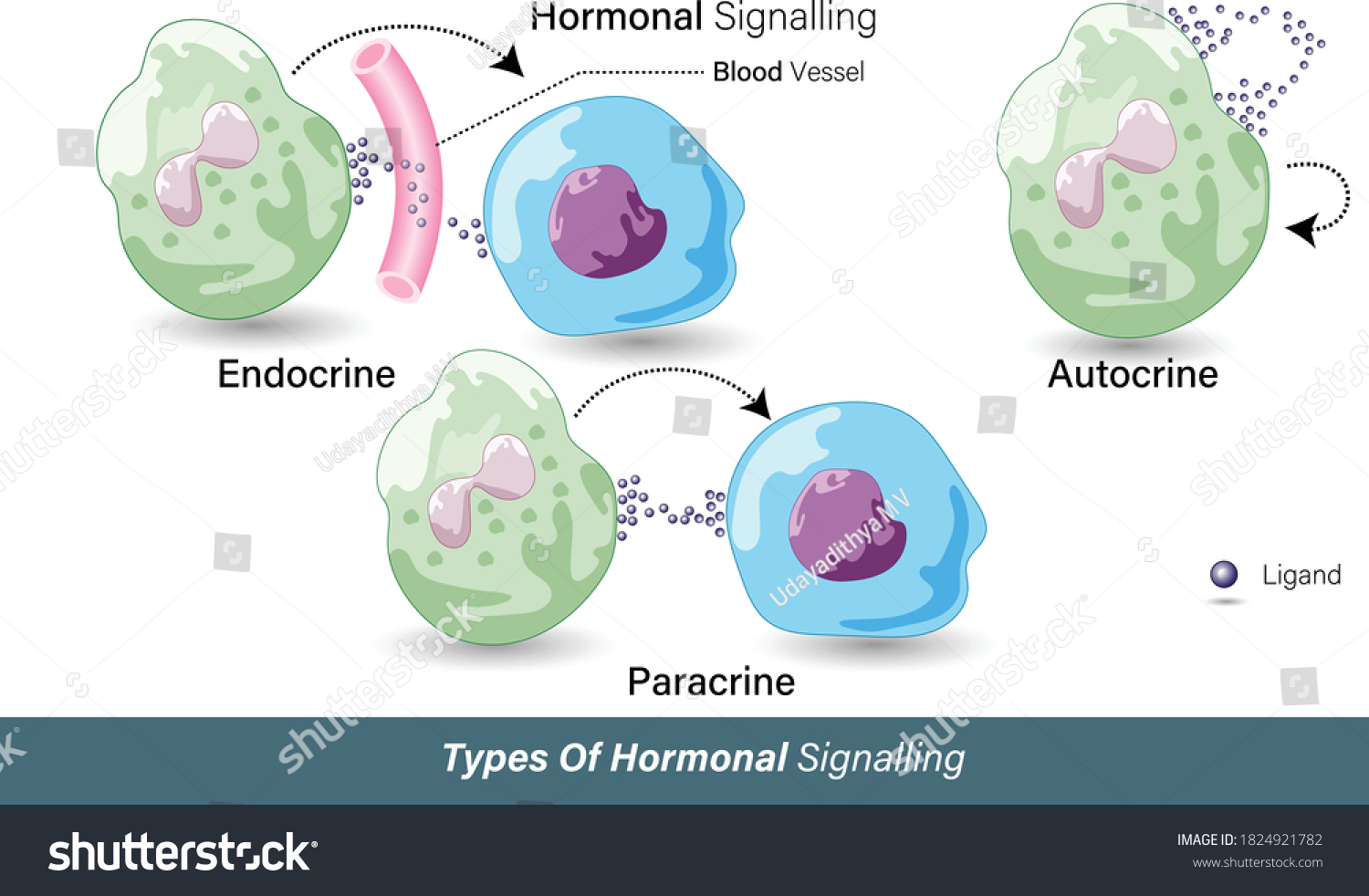 Different Modes Hormonal Signaling Autocrine Paracrine เวกเตอร์สต็อก