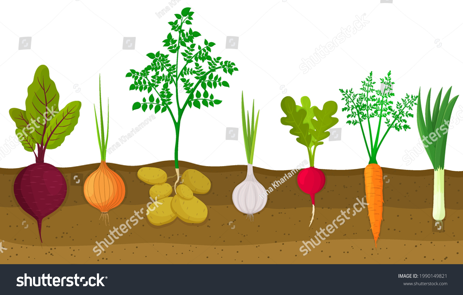 4,452 Underground vegetables Images, Stock Photos & Vectors Shutterstock